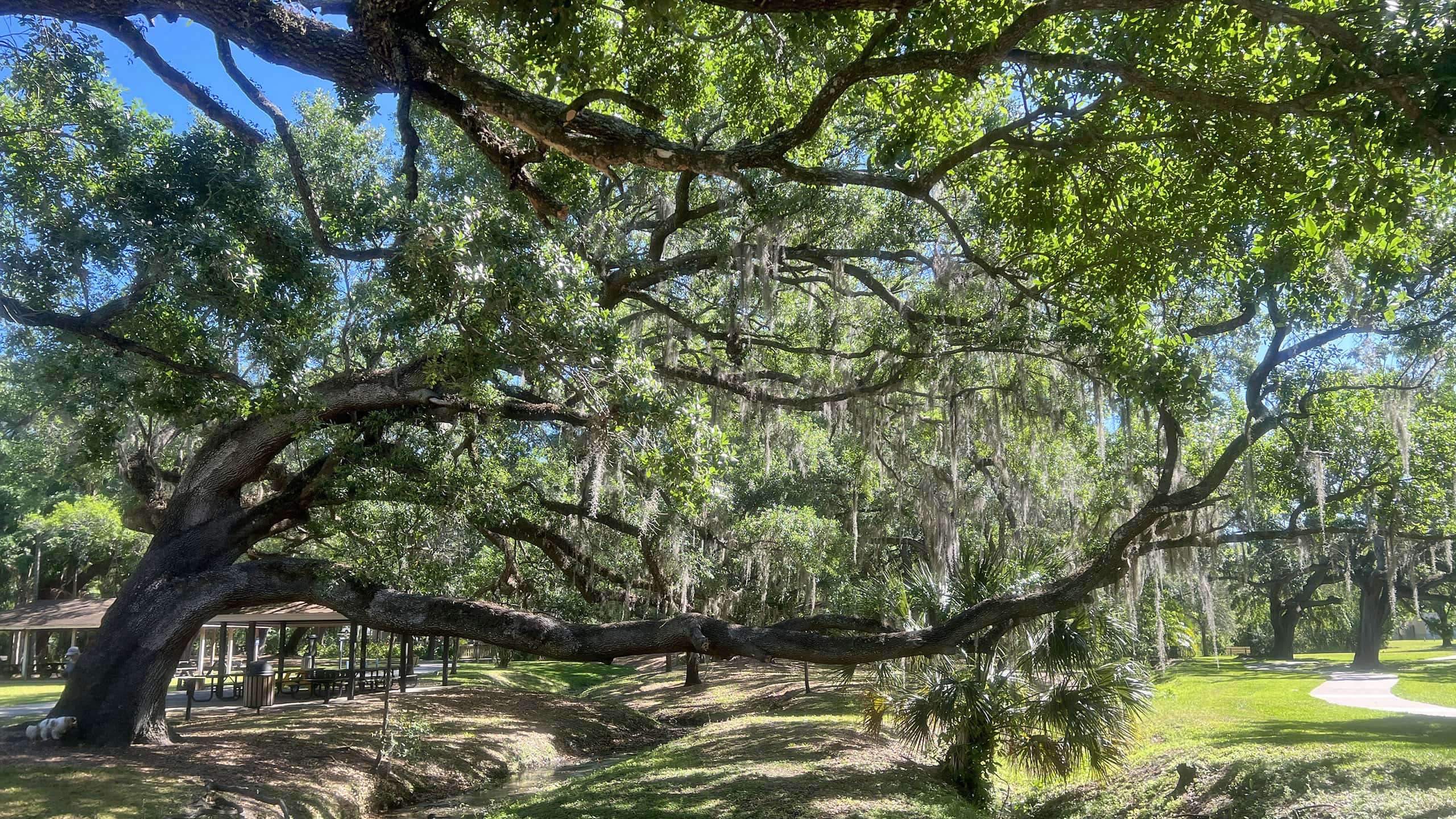 Live oaks forming a canopy over a creek