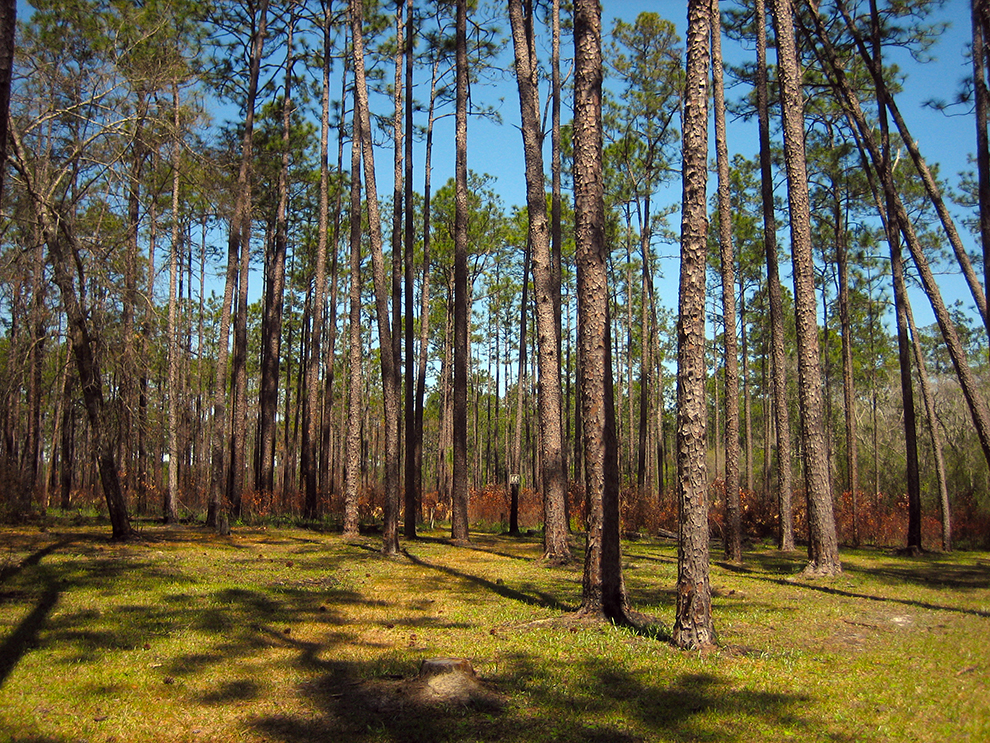 Fort Gadsden