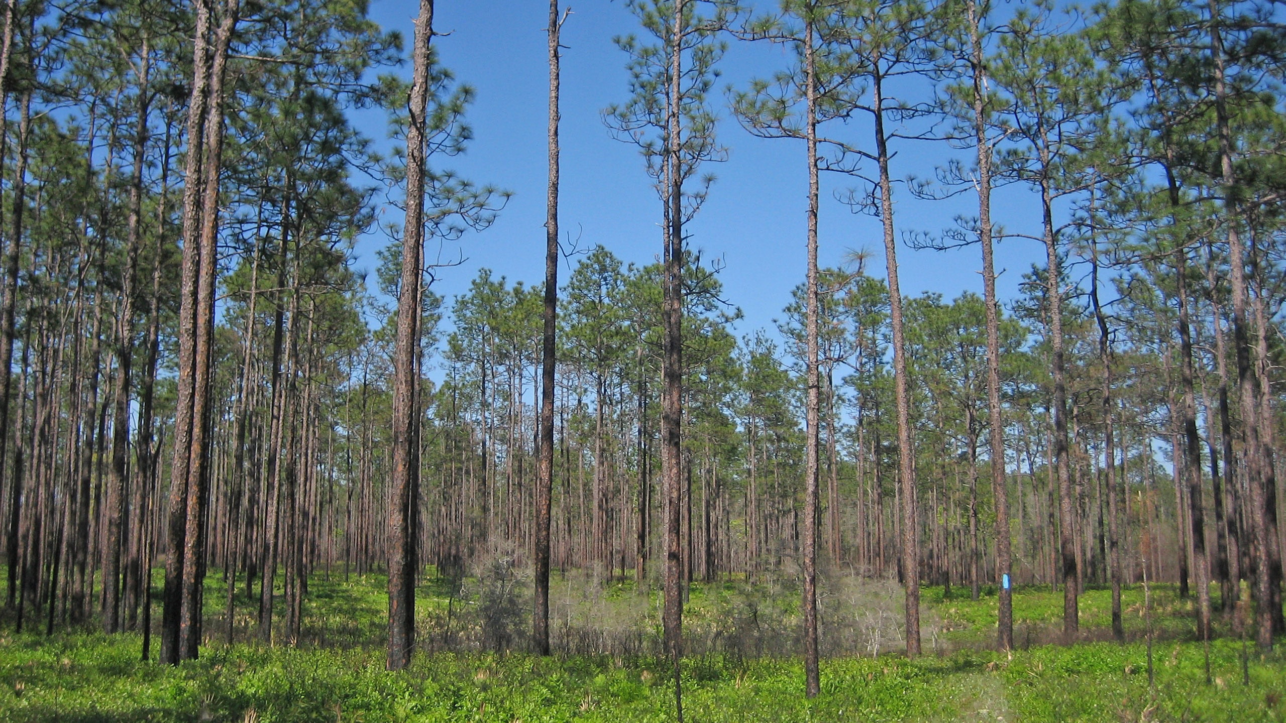 Pine flatwoods