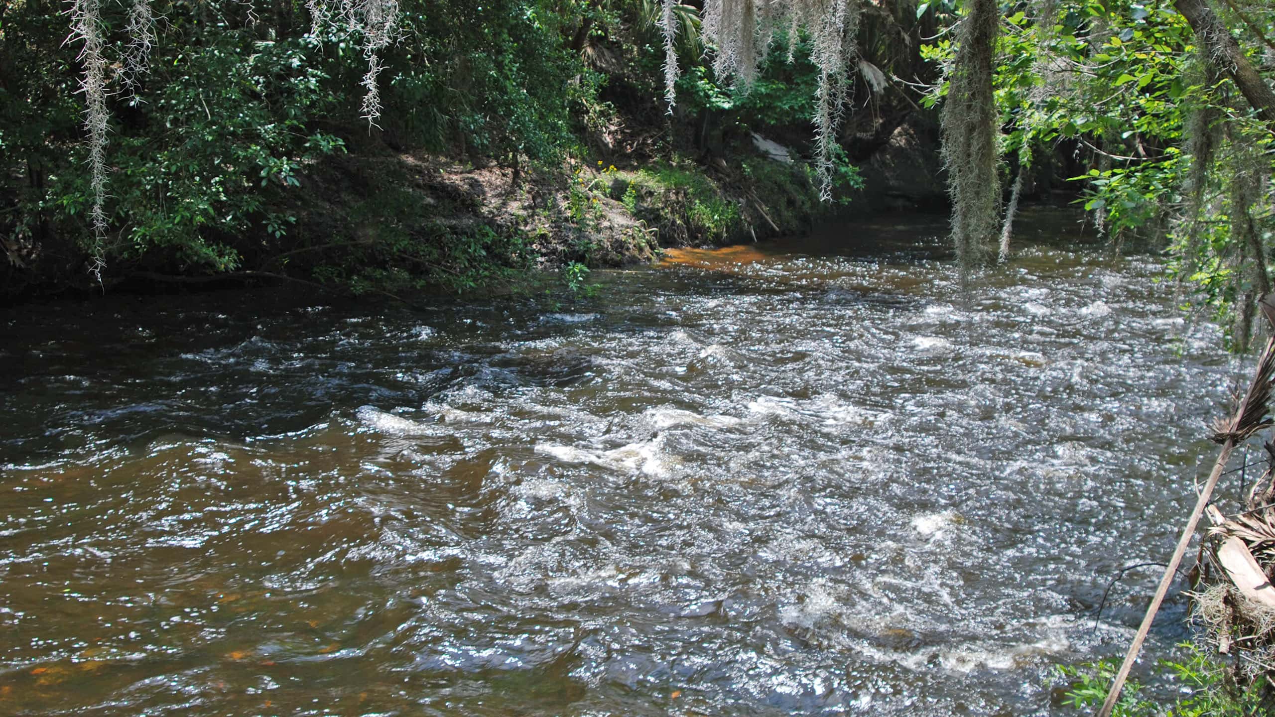 River rapids in tannic water