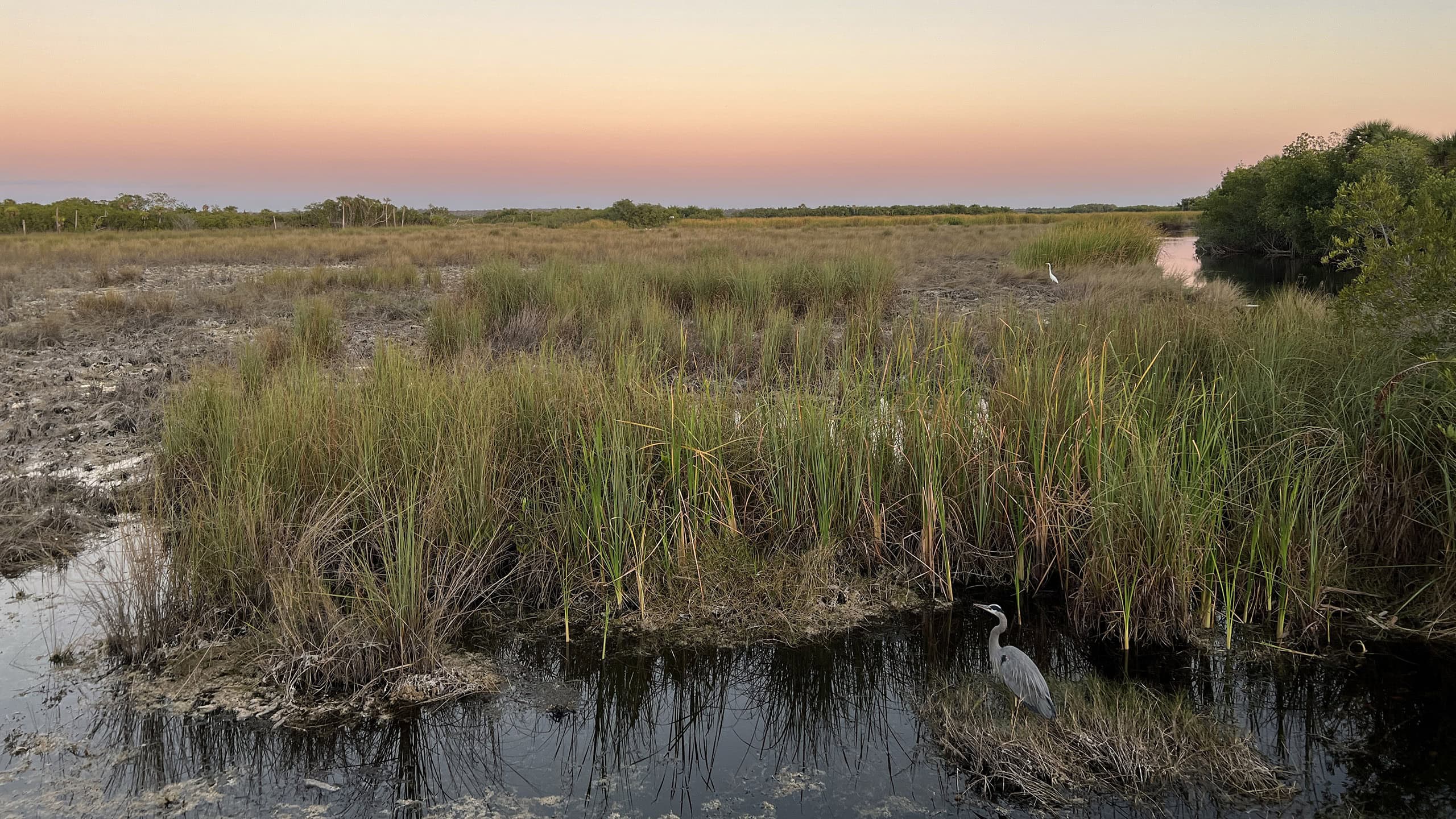 Golden hour view of wet prairie with wading birds