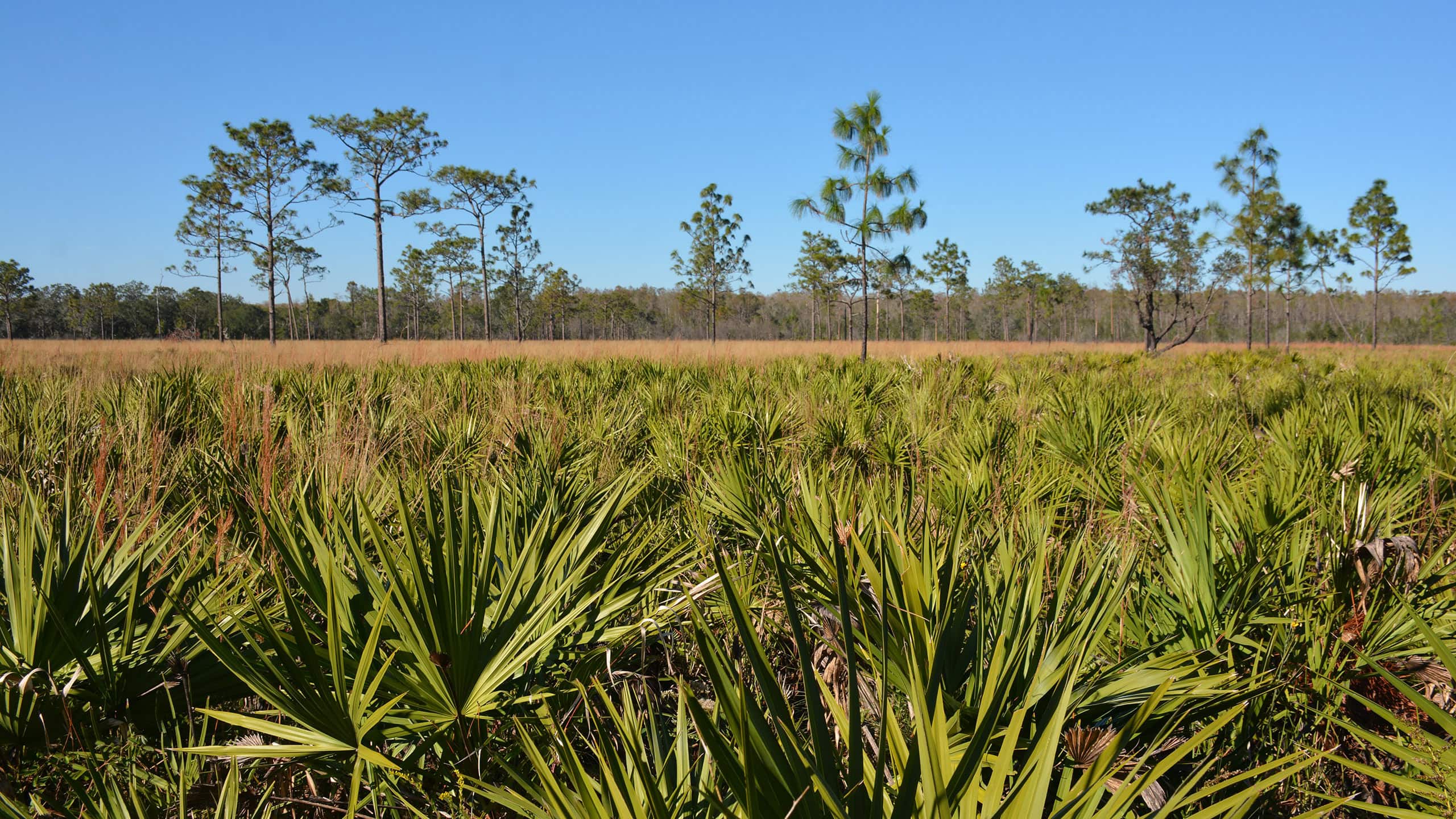 Longleaf pine savanna