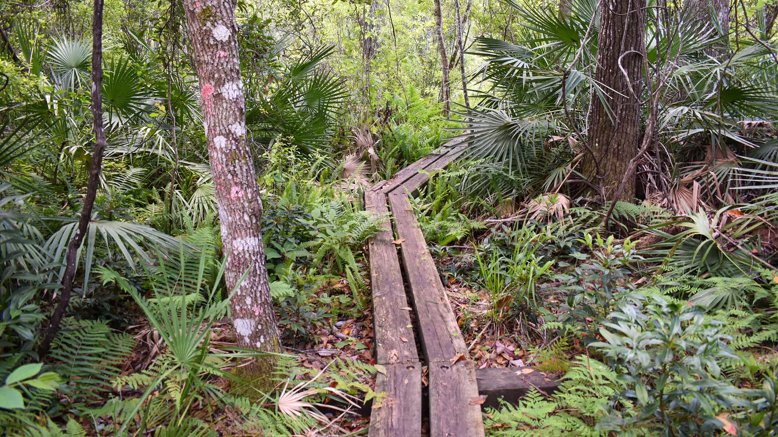 Boardwalk through fern forest