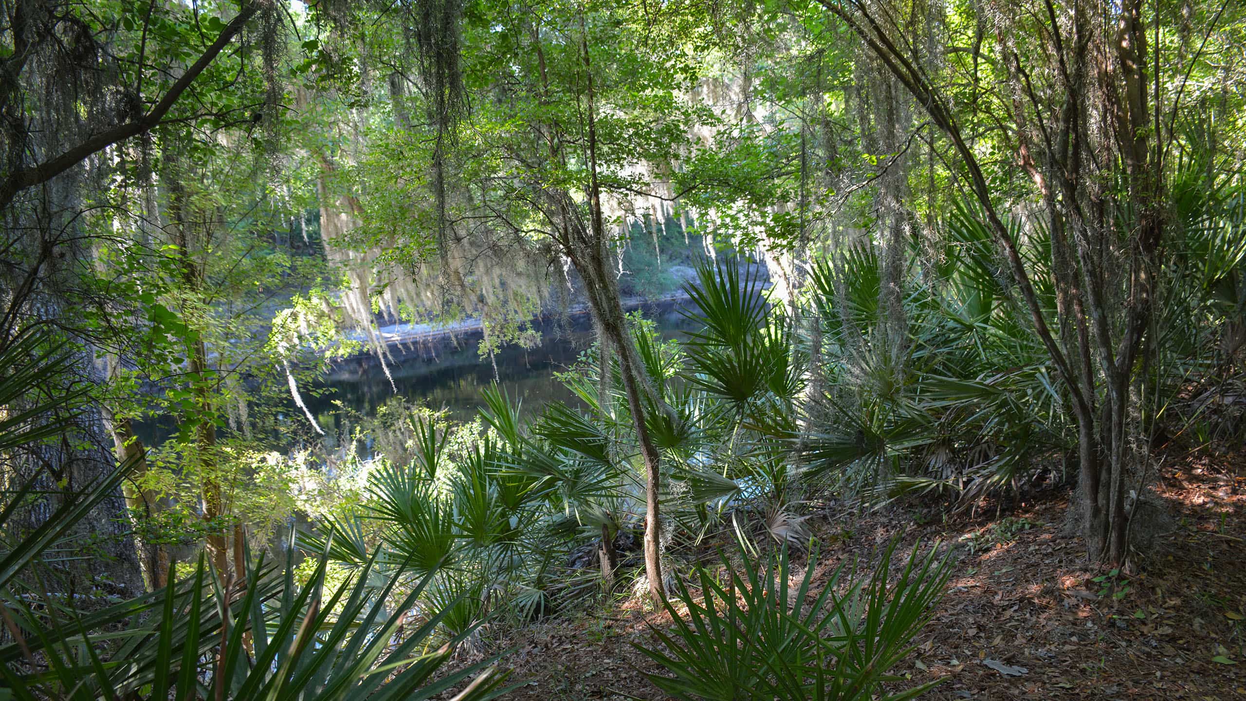 River view through trees