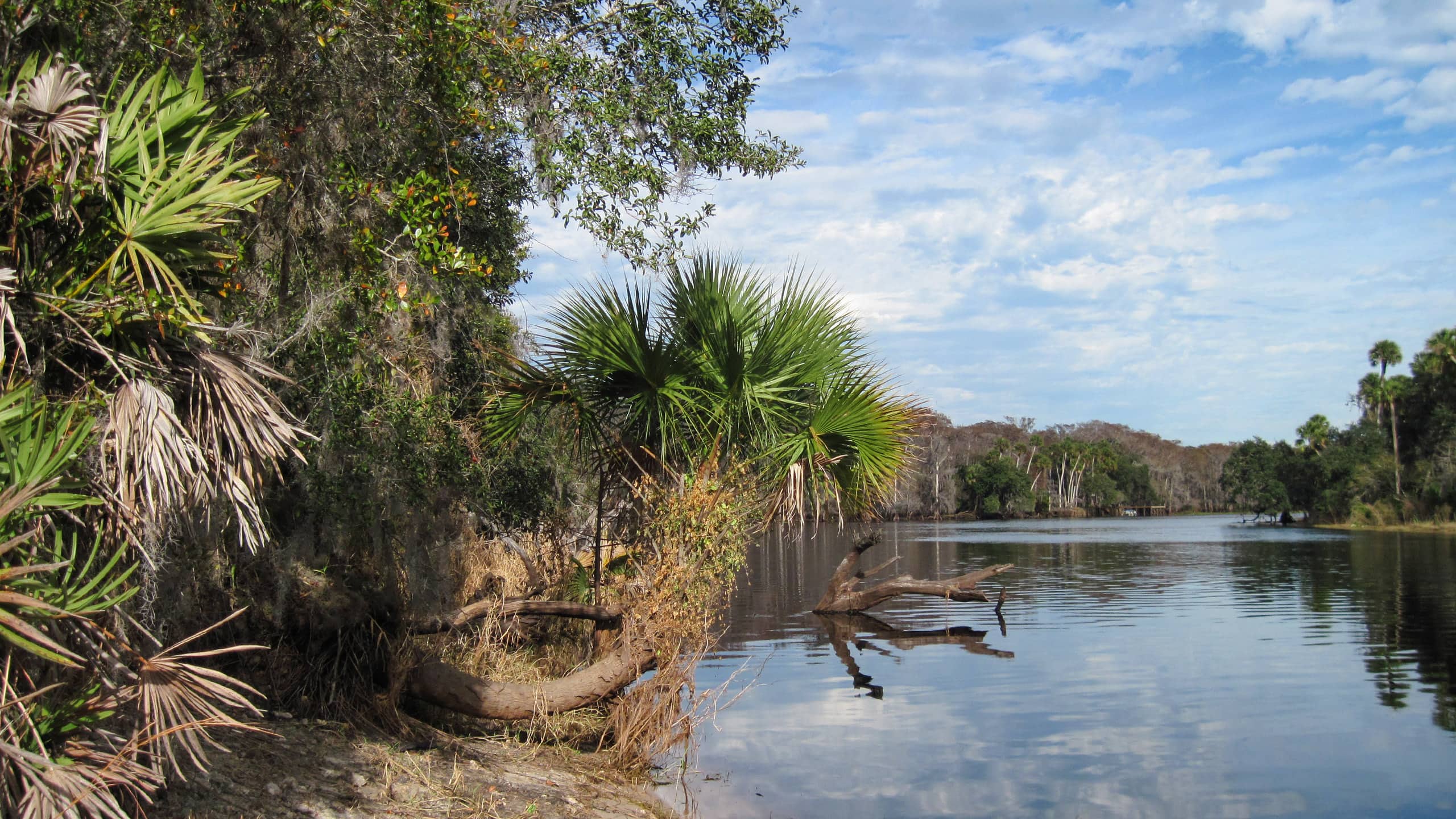 Beach along St Johns River under palms