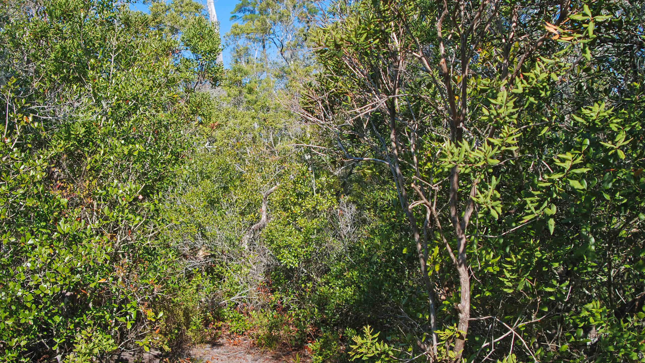 Scrub forest Lake Eaton Sinkhole