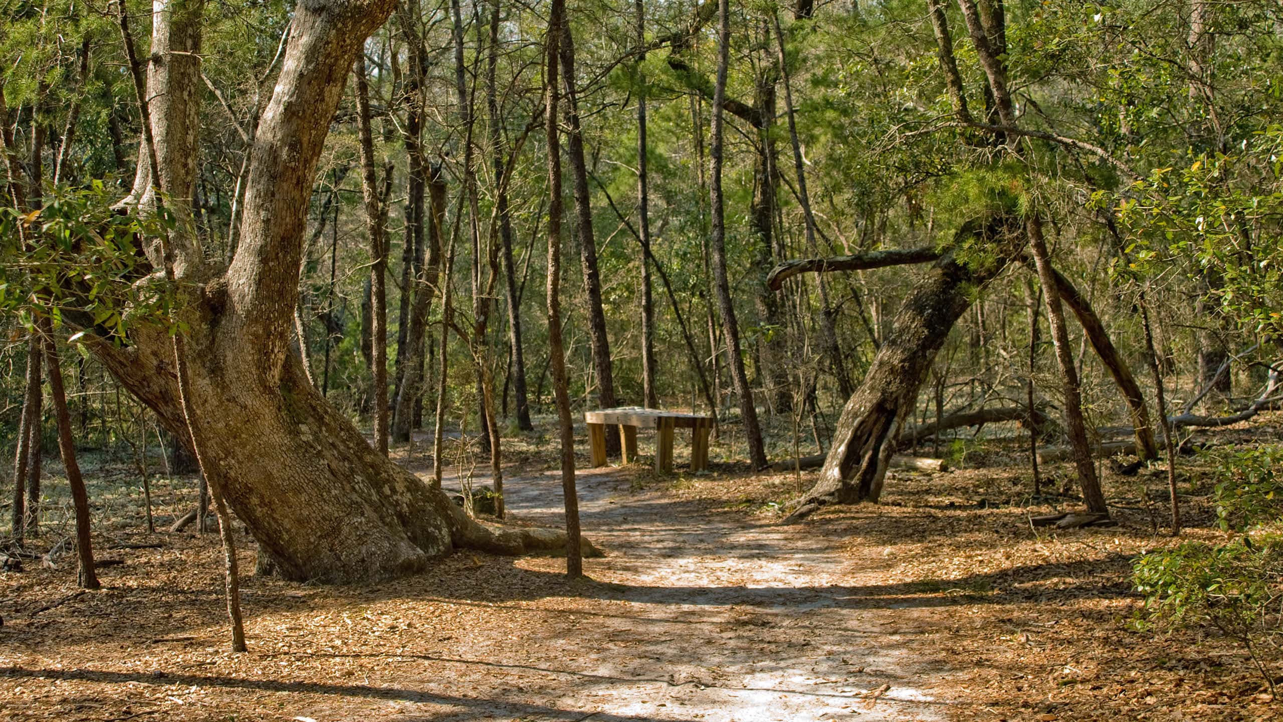 Split oak with path through it and bench beyond