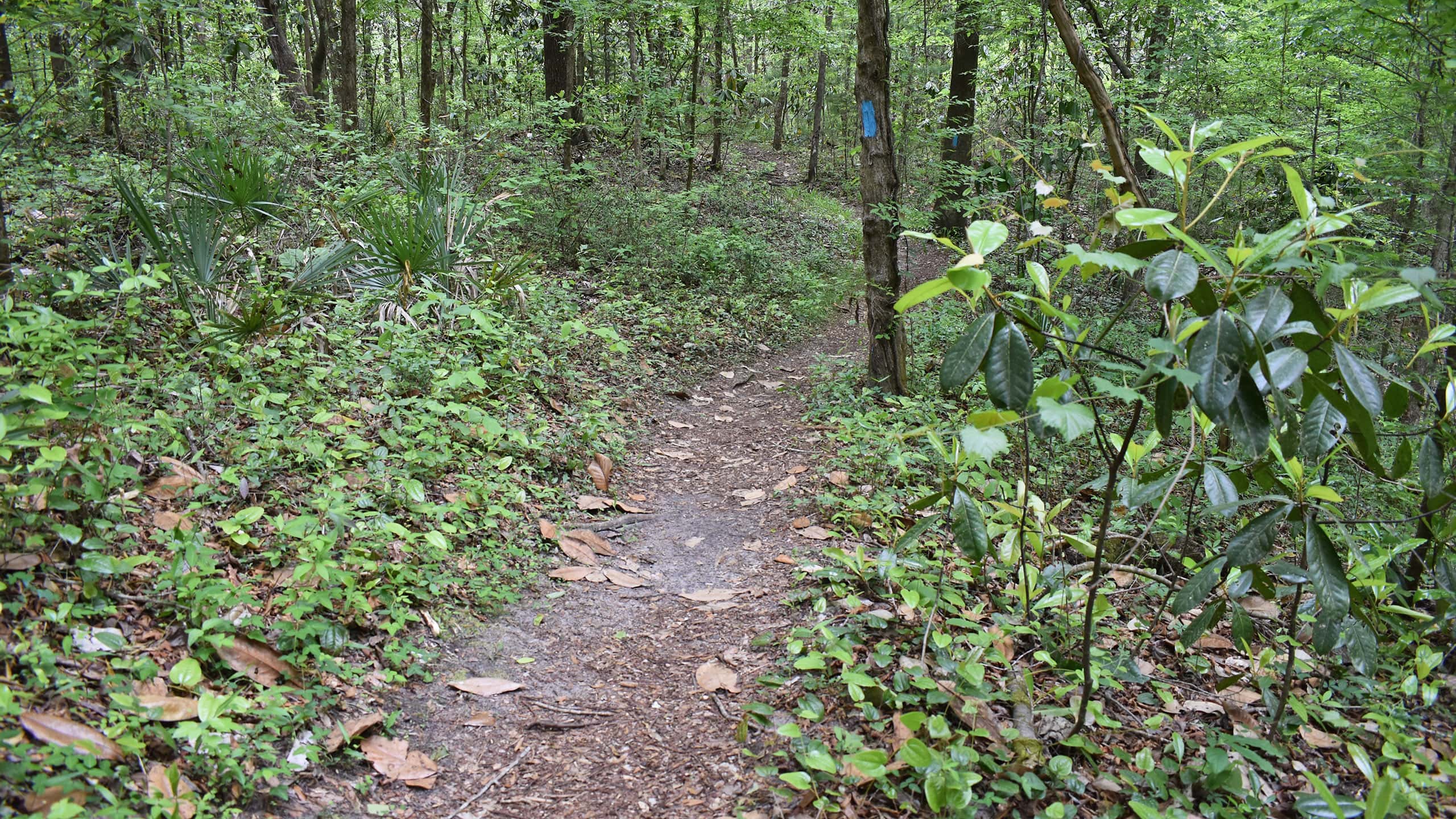 Blue blaze on tree in lush hardwood forest