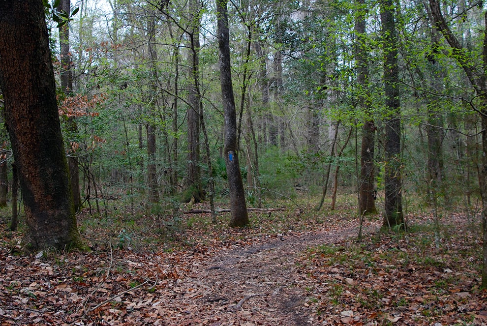 Wakulla Springs Trail