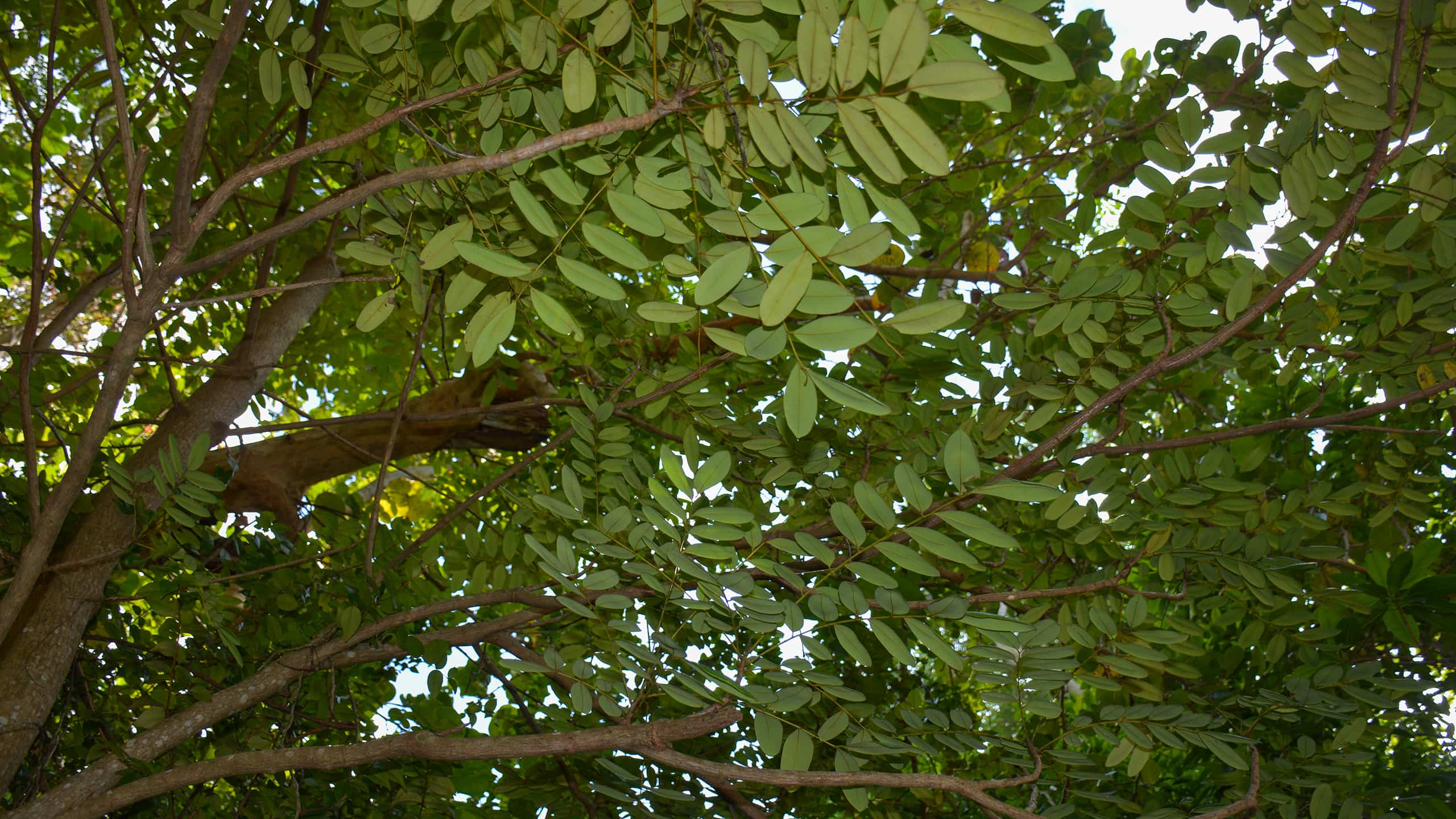 Satinleaf at Hugh Taylor Birch State Park