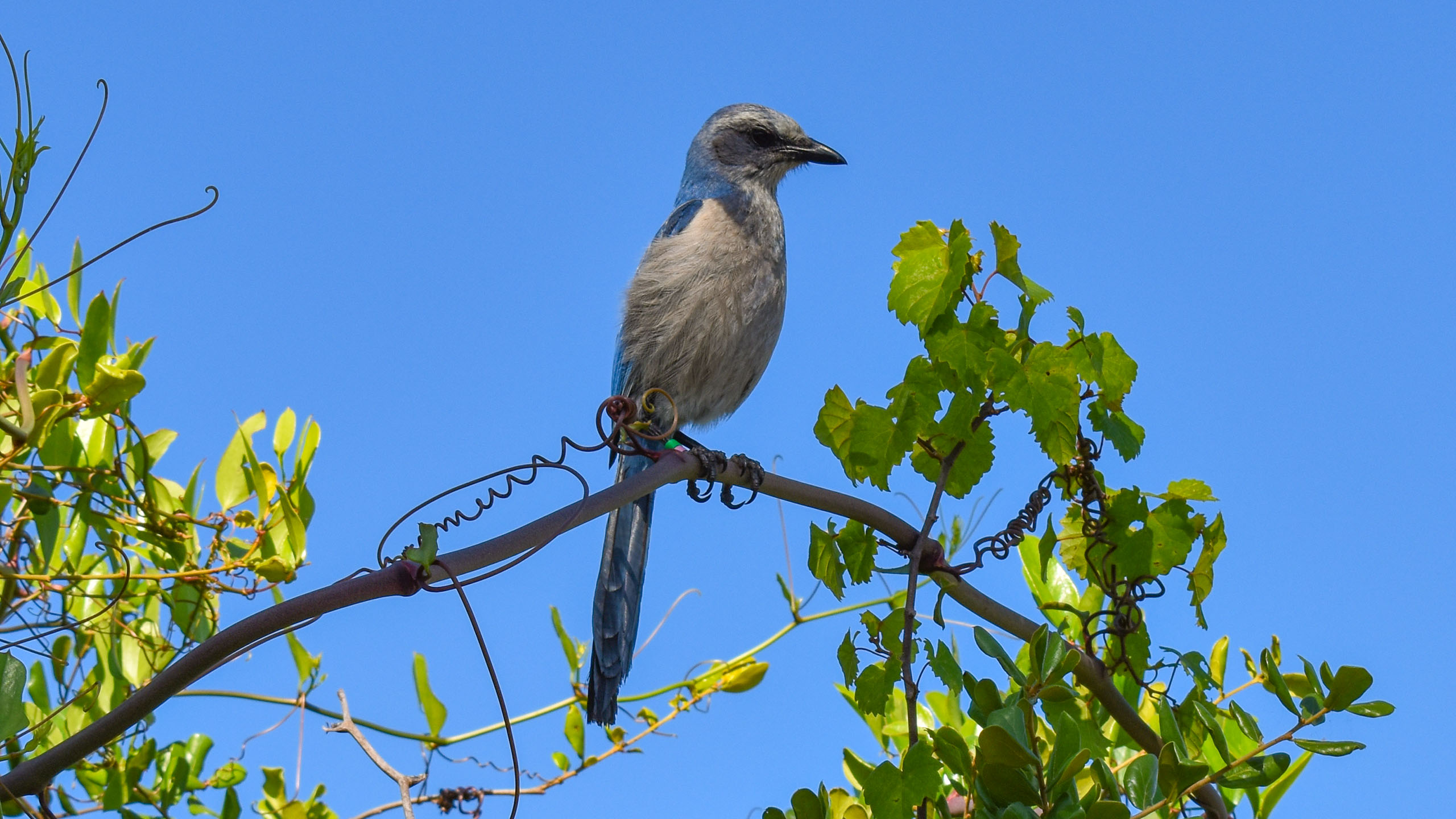 Florida scrub-jay perched on vine