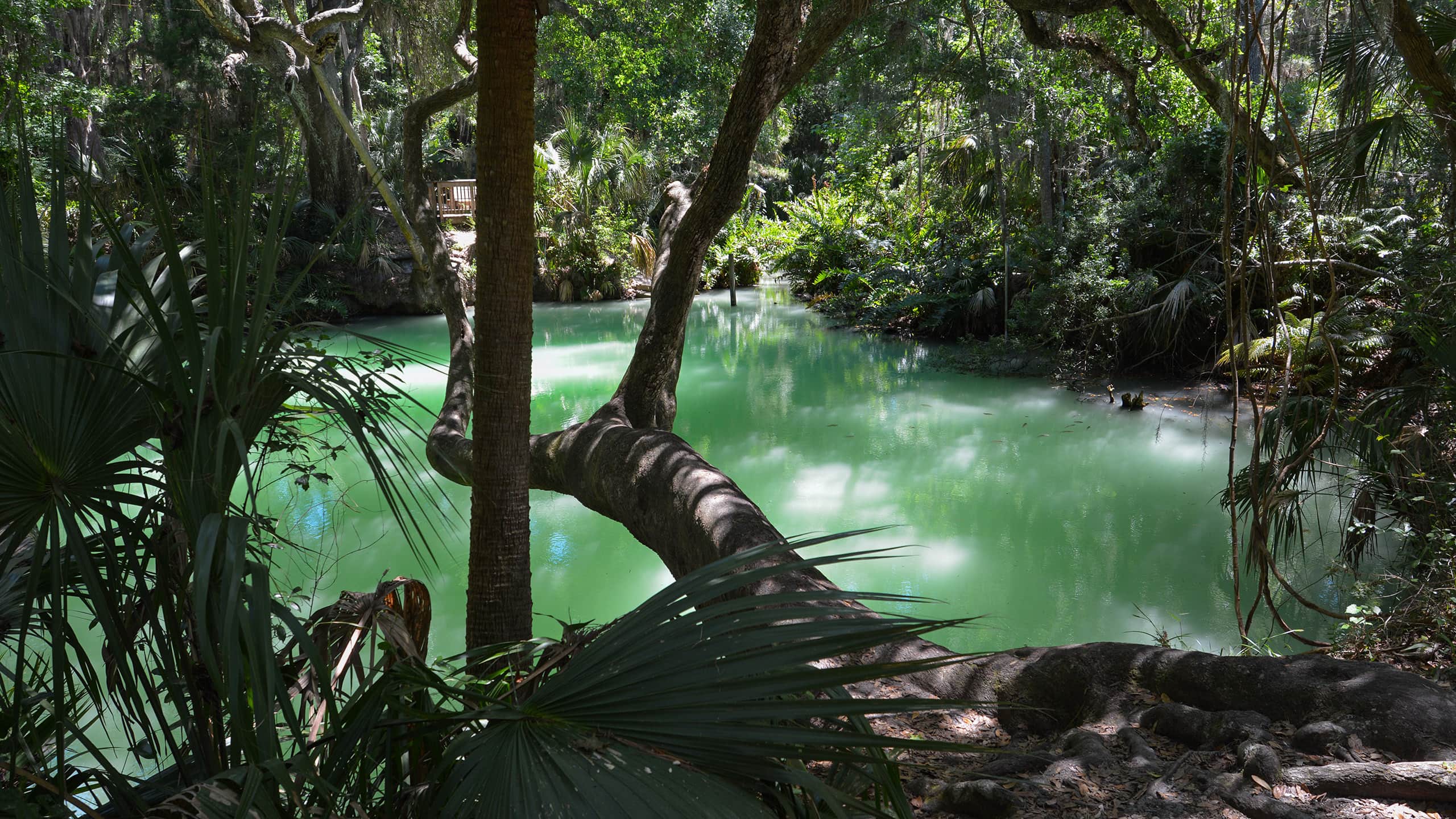 Spring basin in eerie green