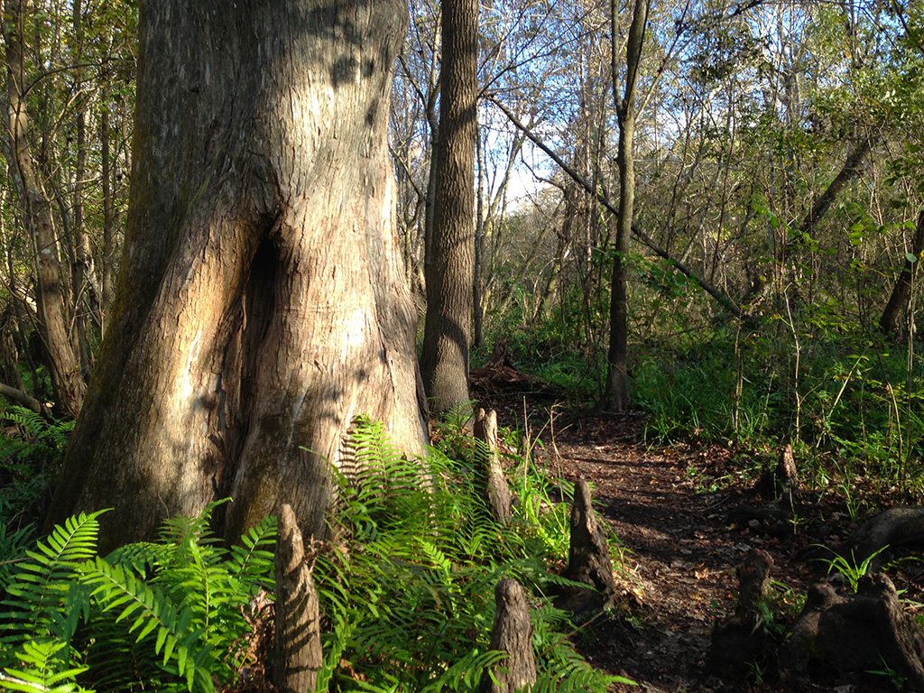 Bald cypress at Spring Hammock Preserve