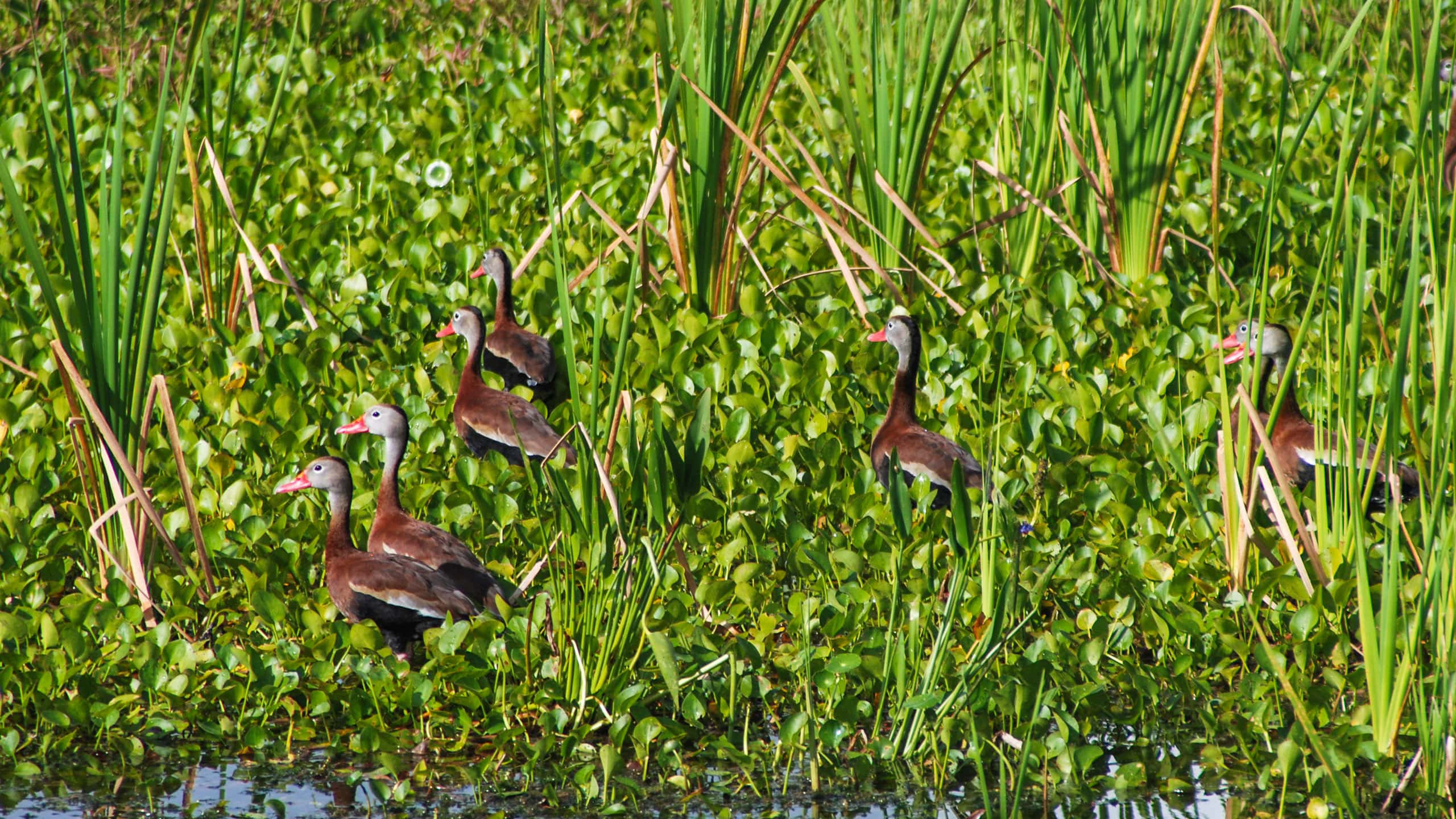 Black-bellied whistling ducks