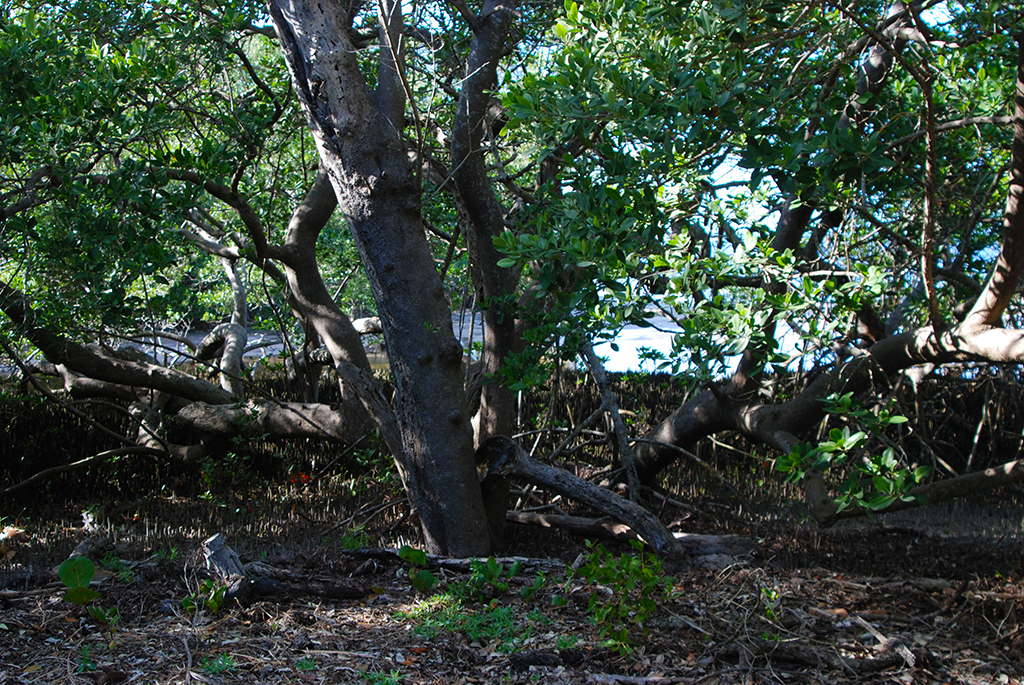 black mangrove