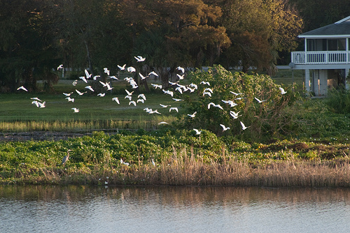 Cattle egrets