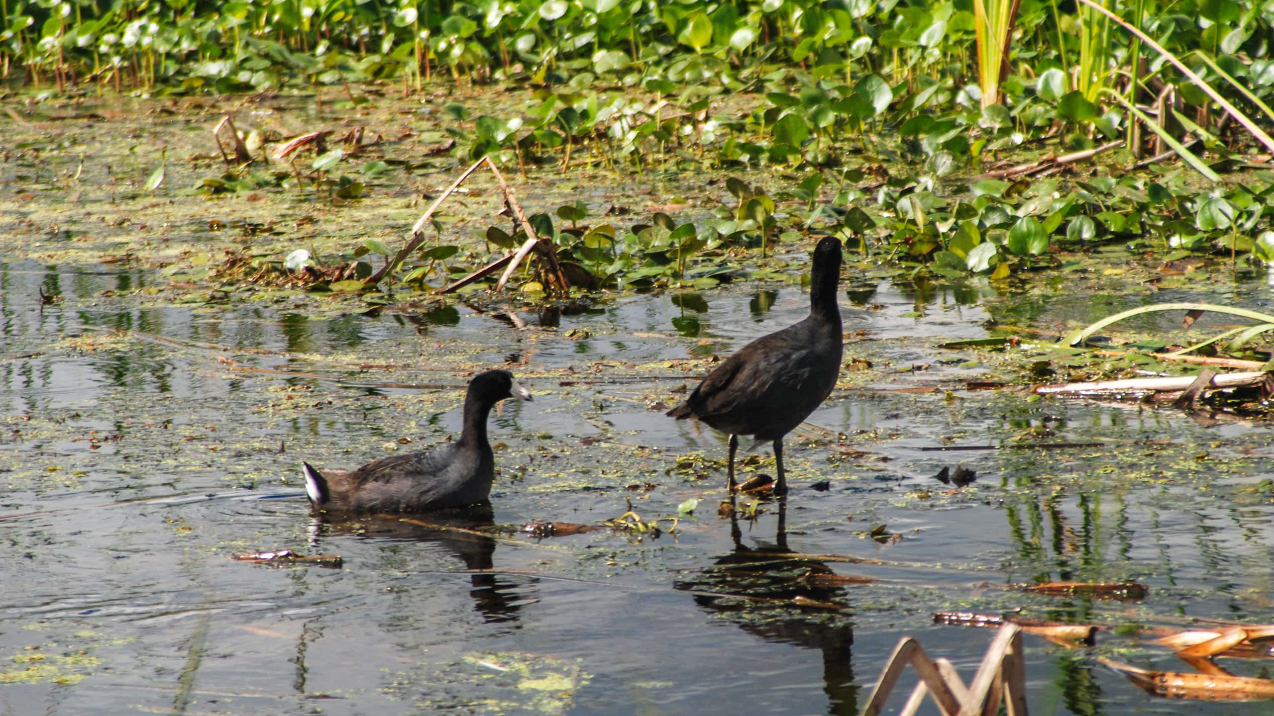 A pair of coots