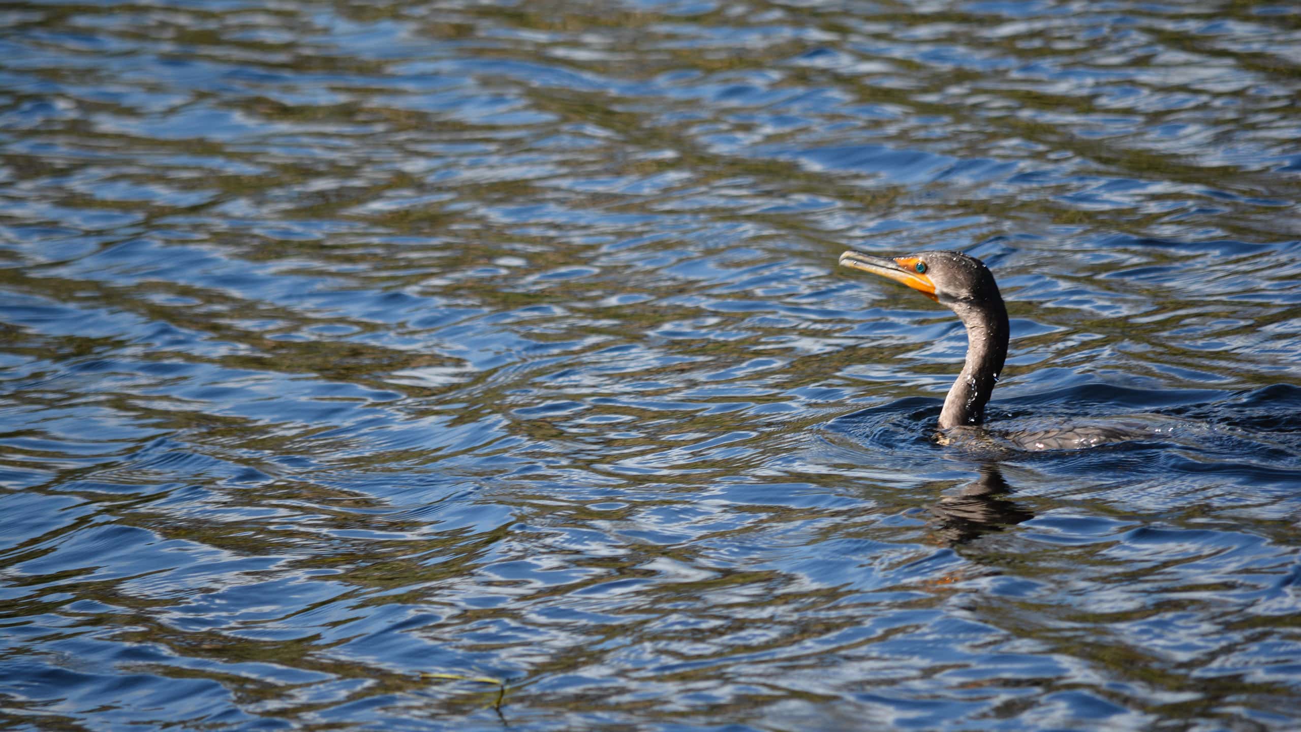 Cormorant in water