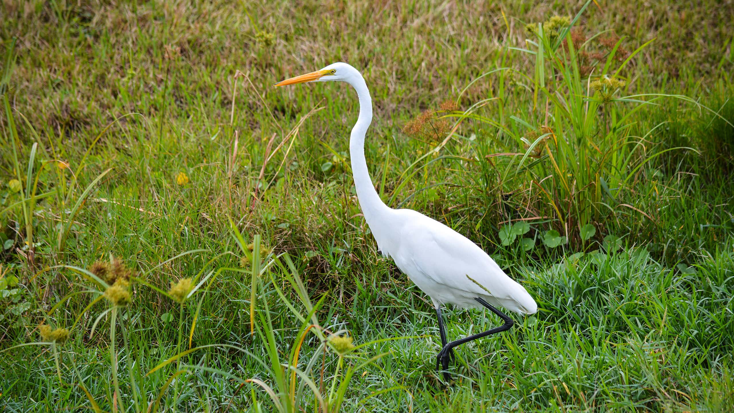 great egret