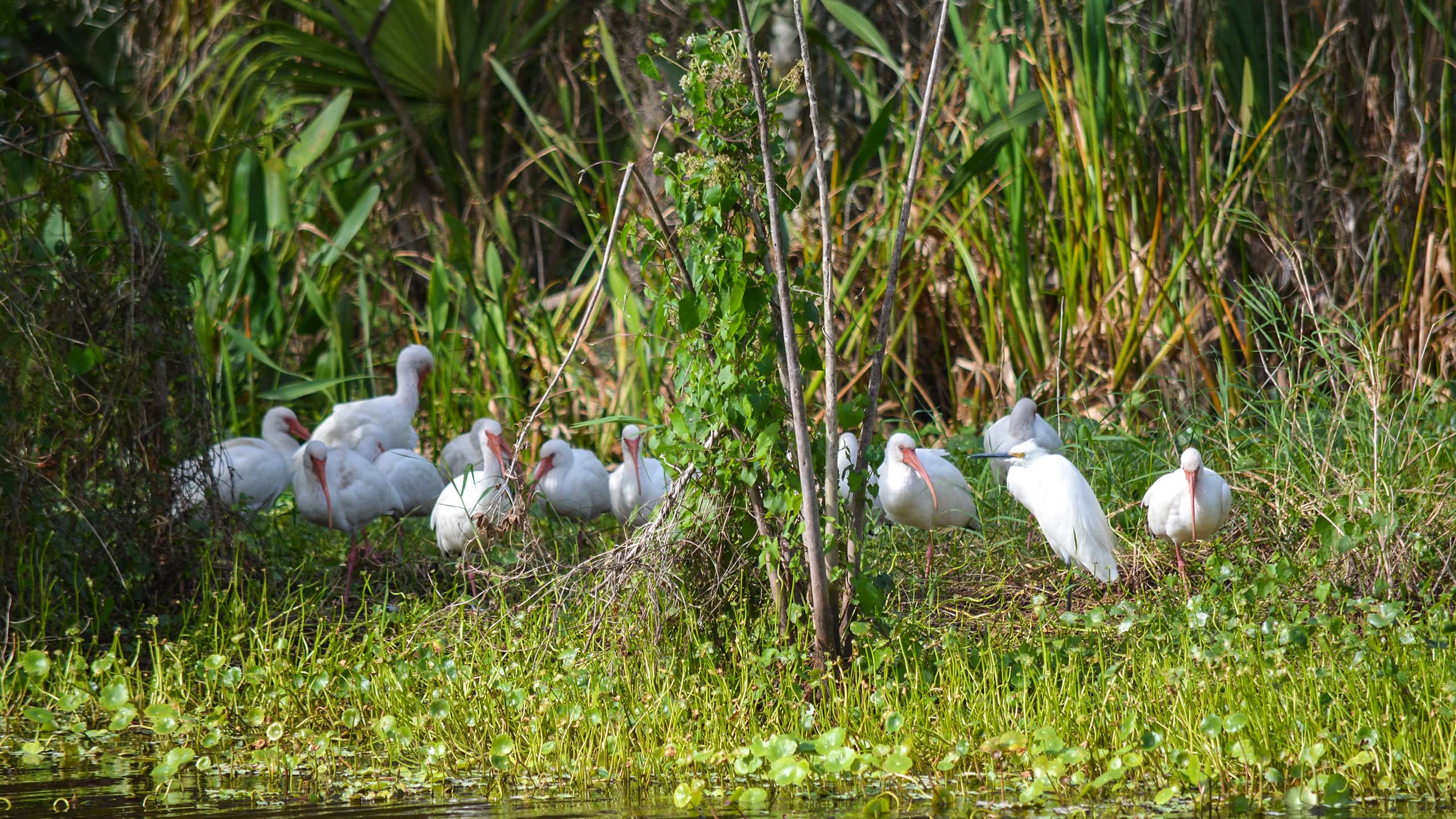 Flock of white ibis