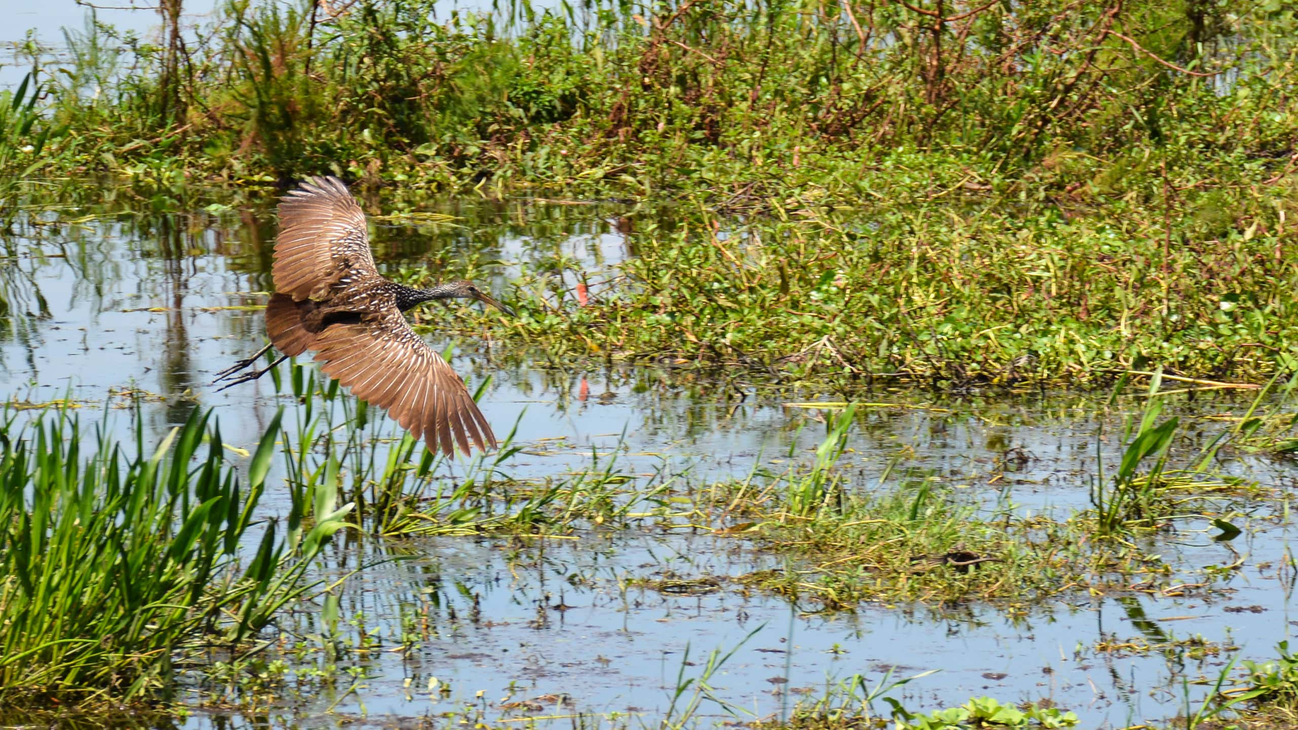 Limpkin in flight