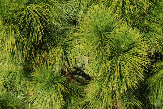 longleaf pine