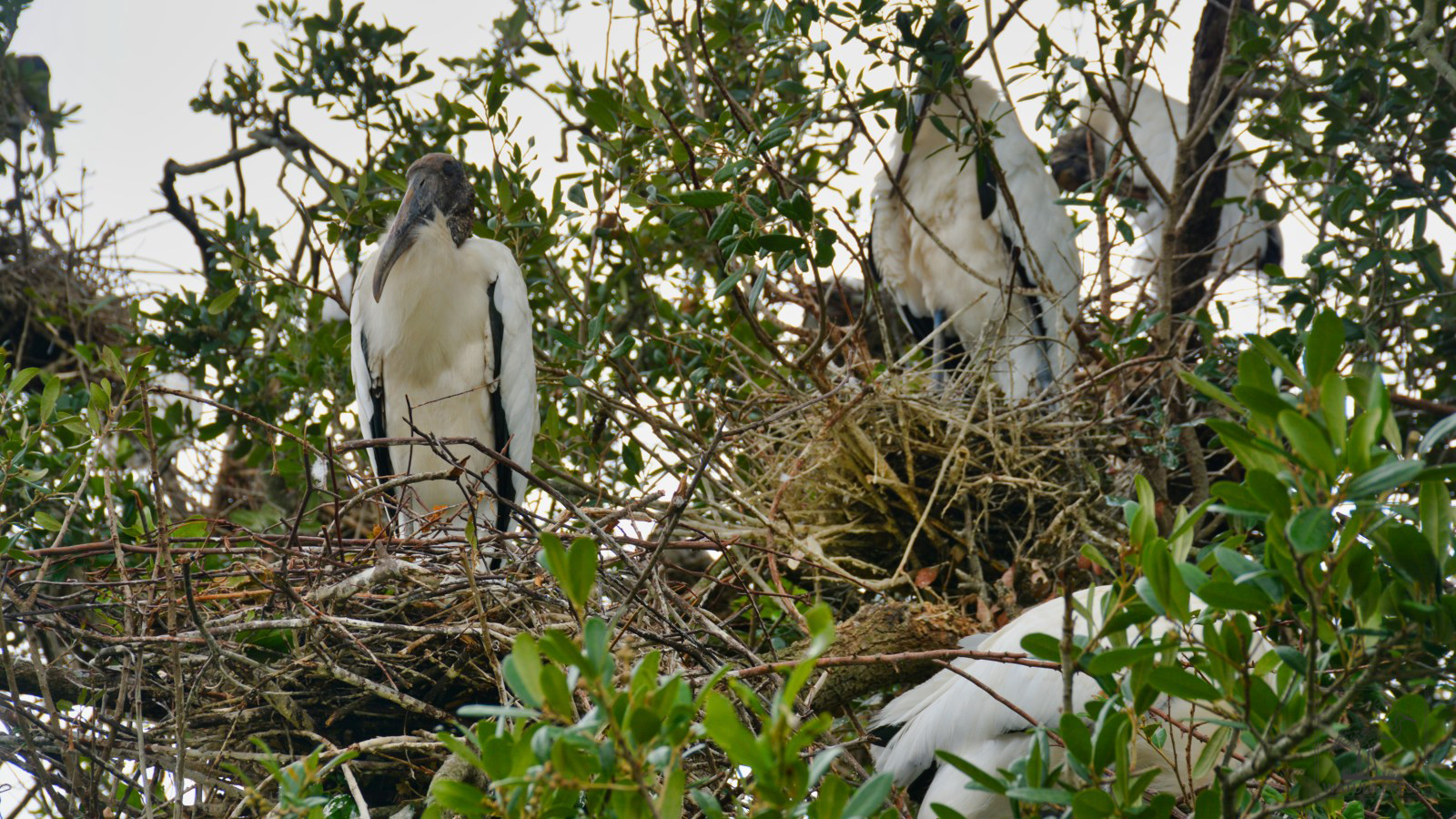 wood stork nest Jacksonville Zoo