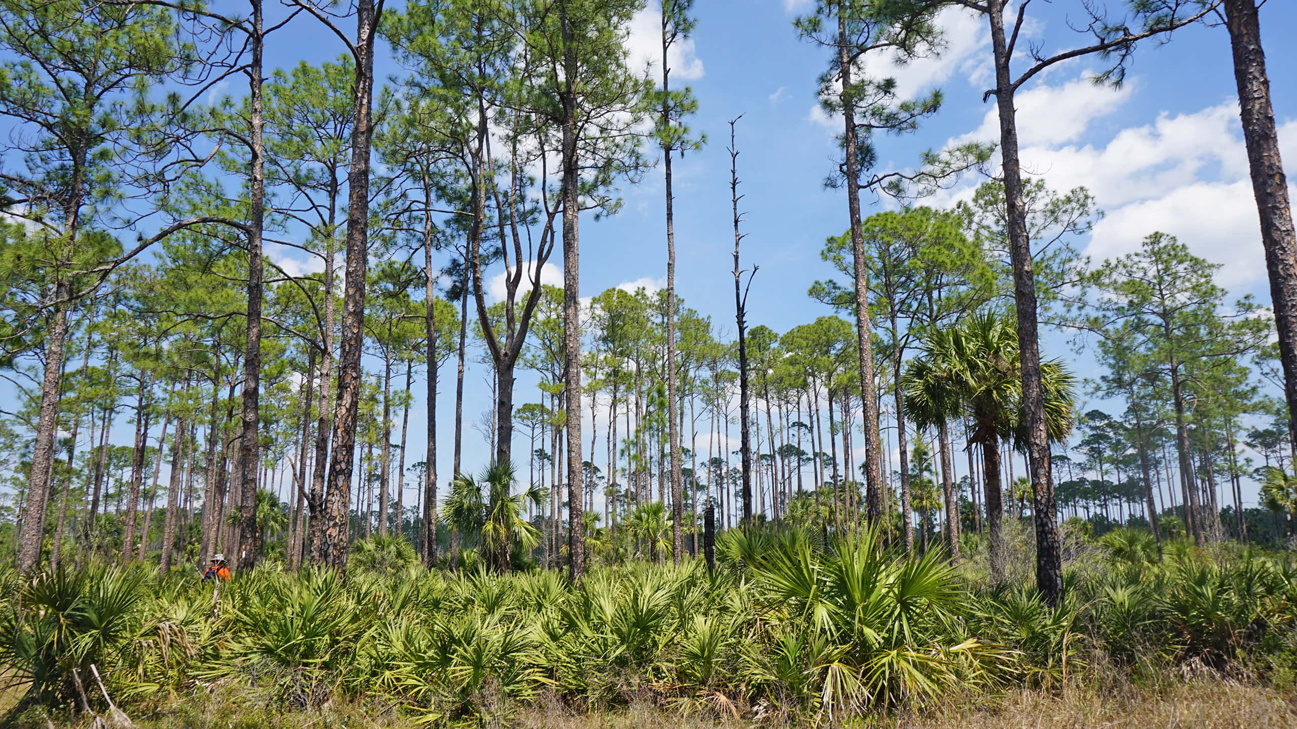 Pine flatwoods in Florida