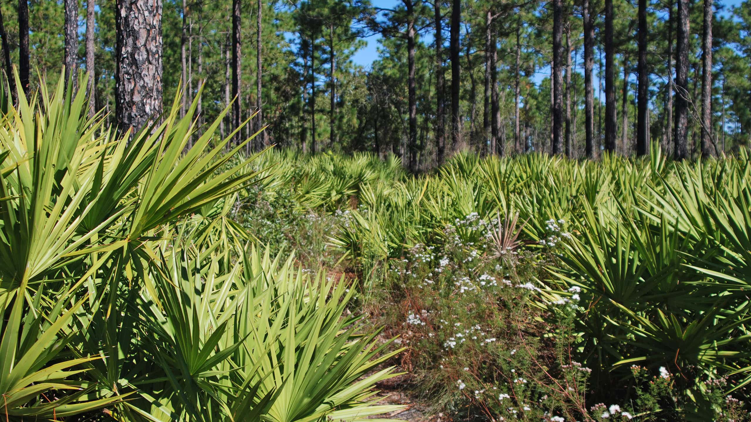 Pine flatwoods with trail through dense saw palmetto