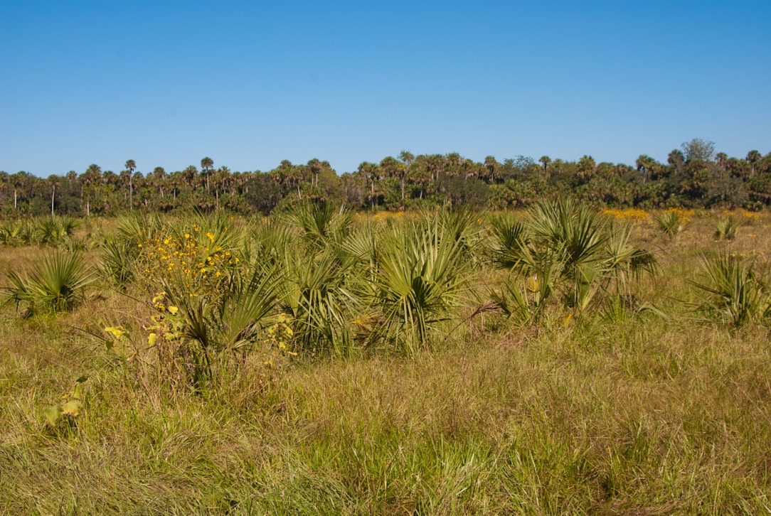 Lake Jesup Cameron Tract