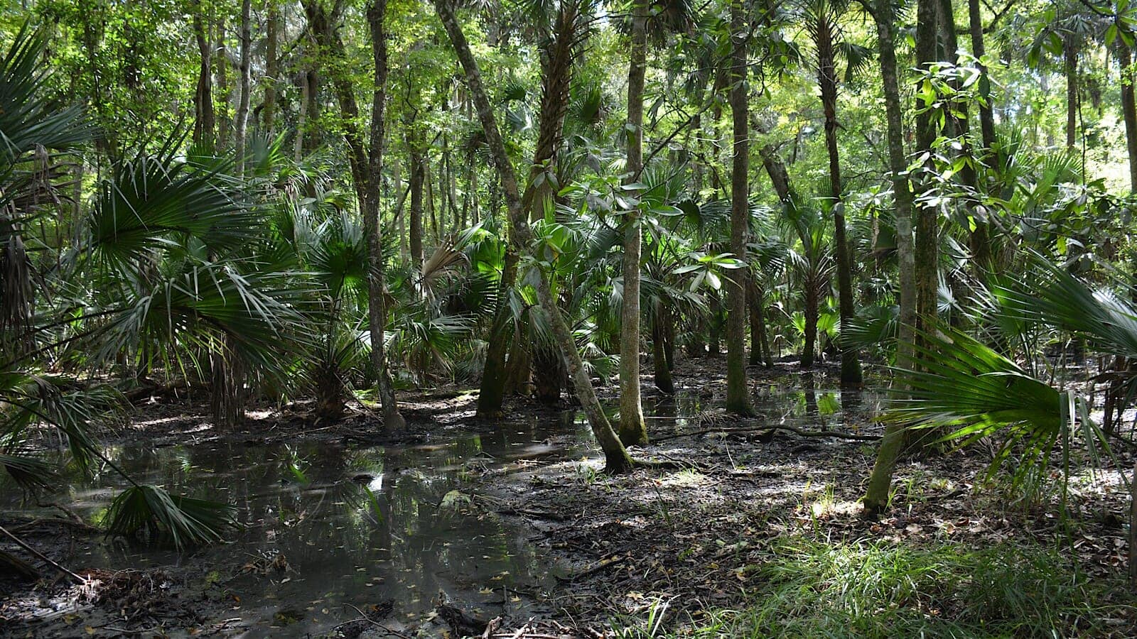 swampy trail Bulow Woods