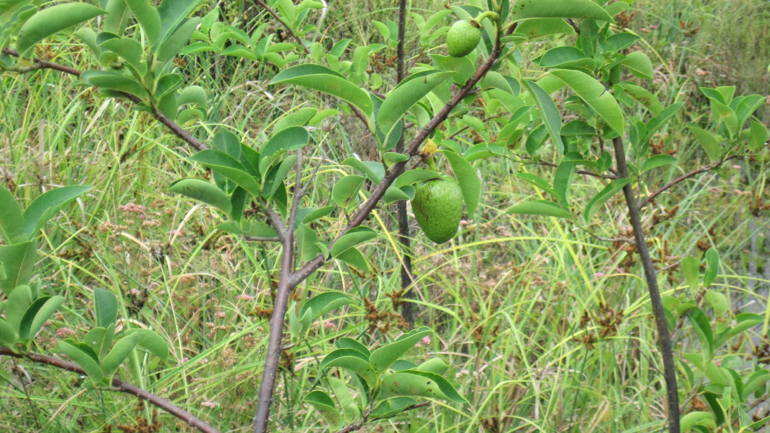 Pond apples