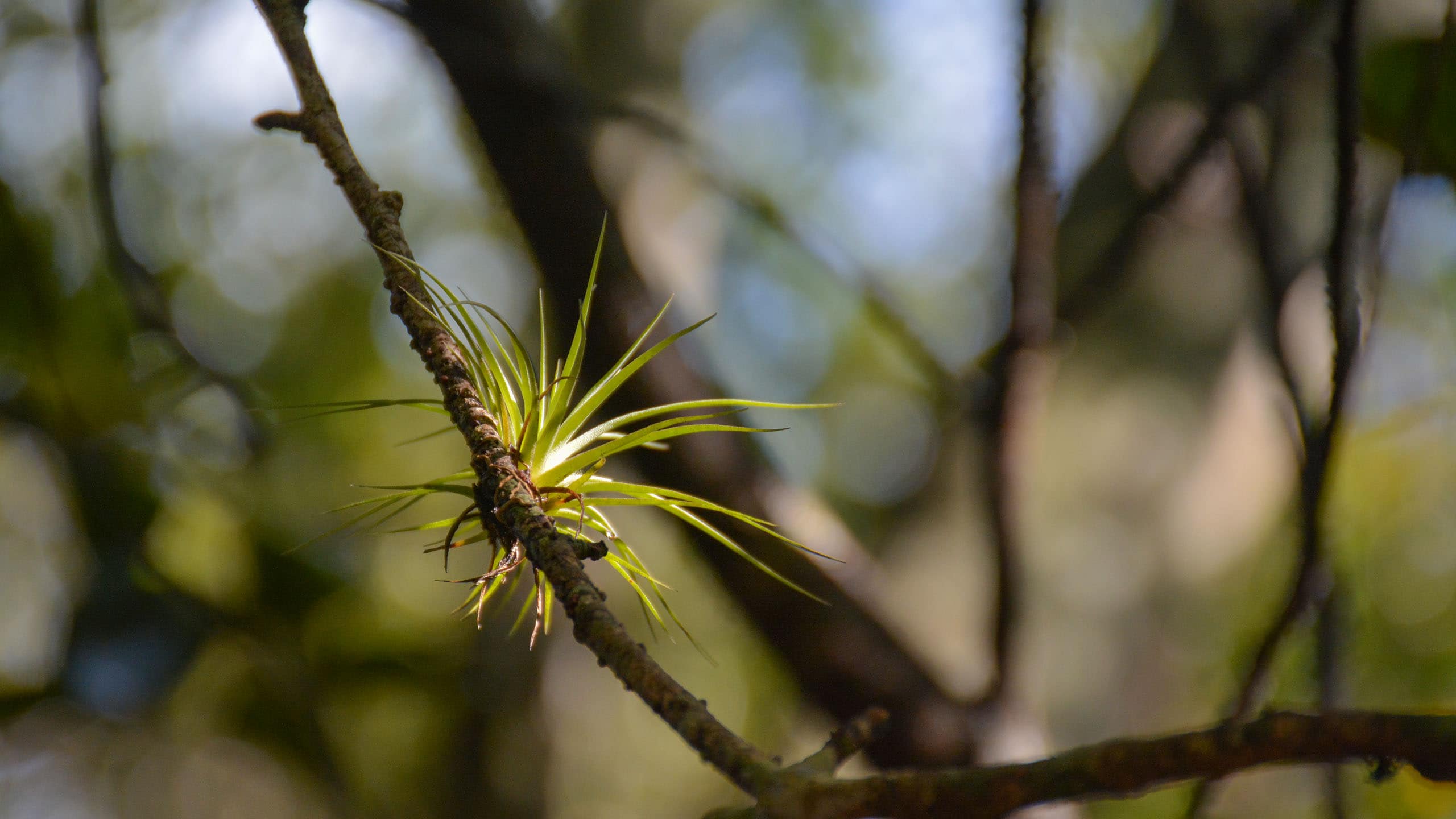 Tall Cypress bromeliad