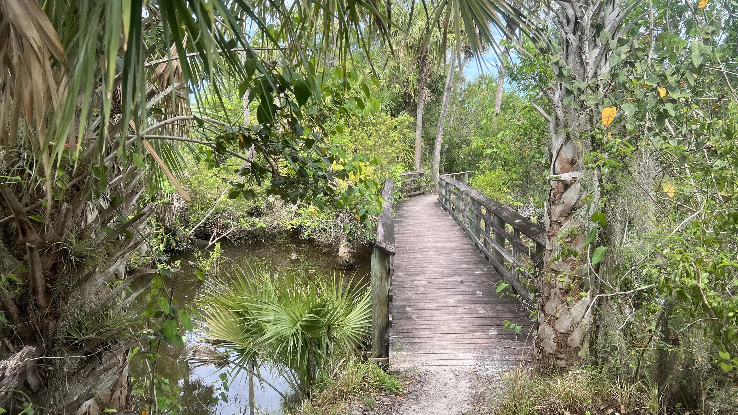 Bridge surrounded by tropical vegetation along a hiking trail