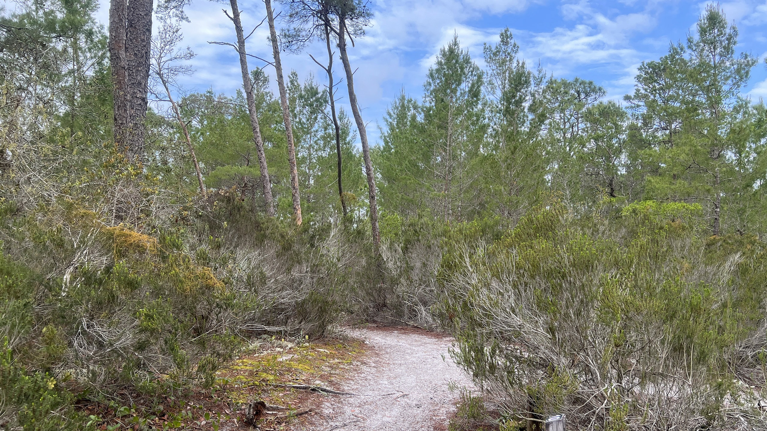 Pathway through pines