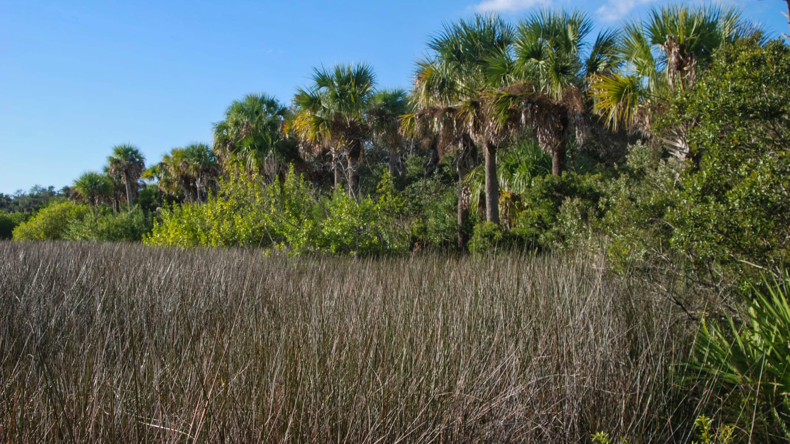 Needlerush marsh Charlotte Harbor Preserve State Park