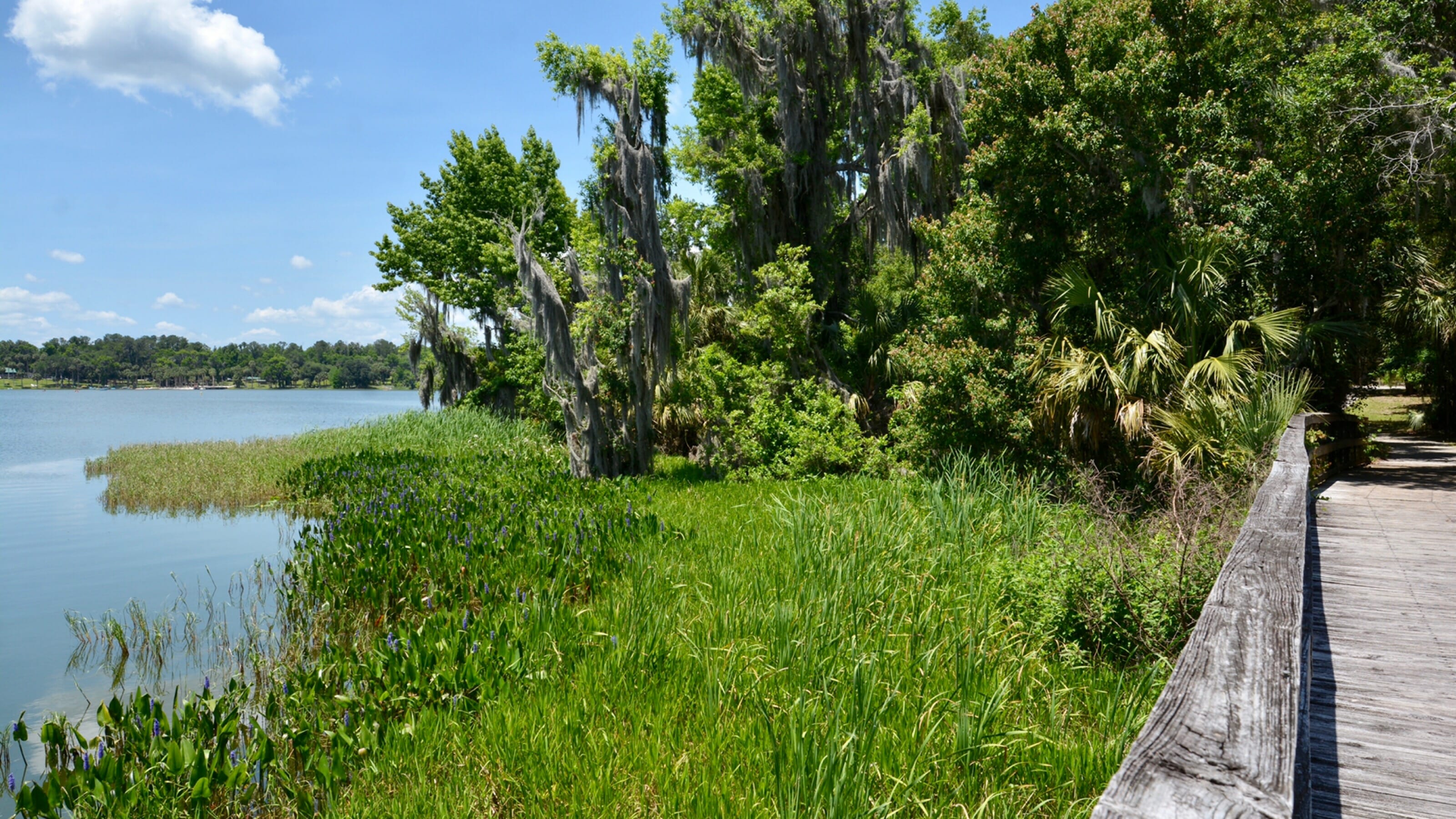 Lake Trail boardwalk Paynes Prairie