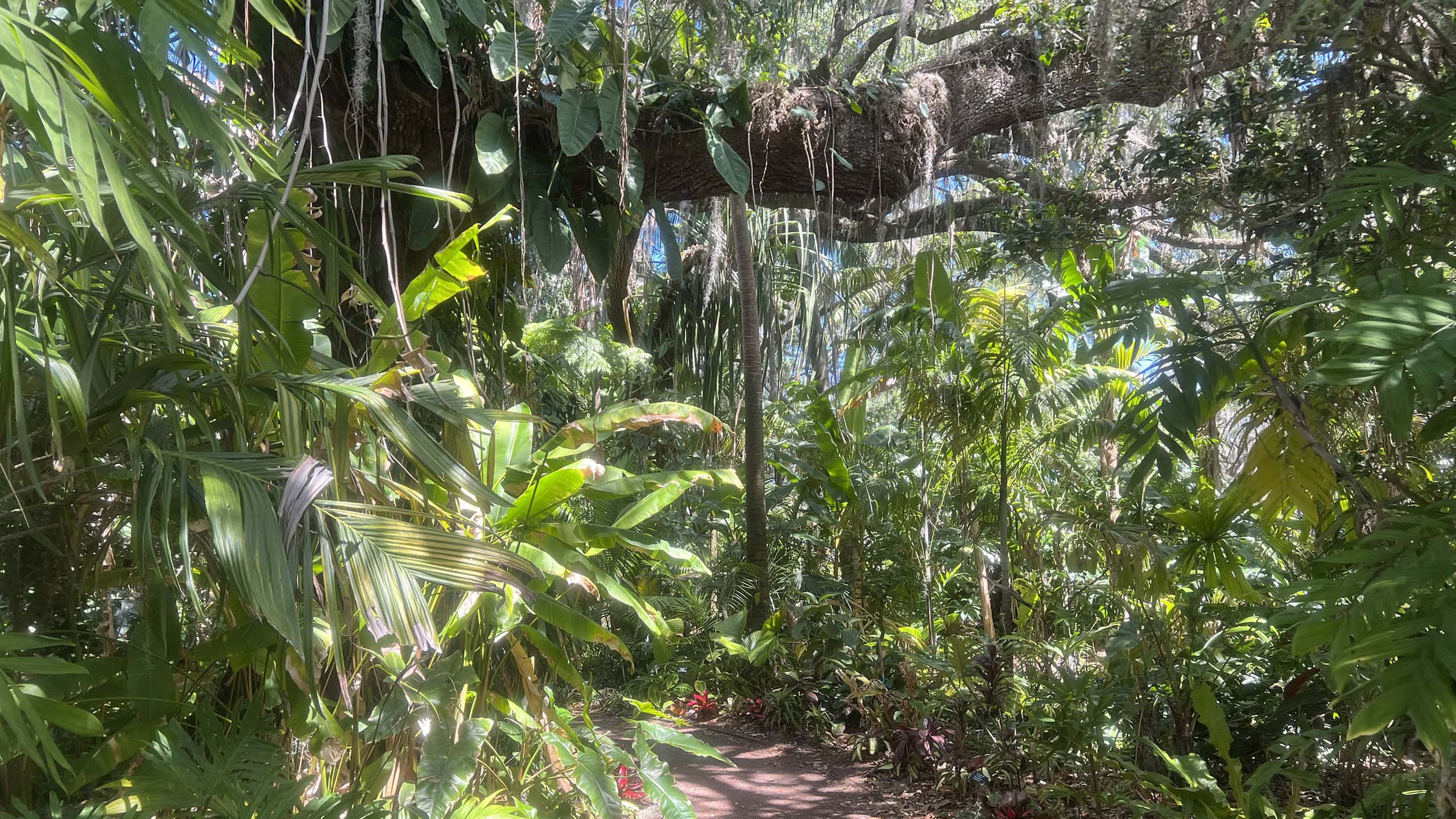 Path through tropical gardens