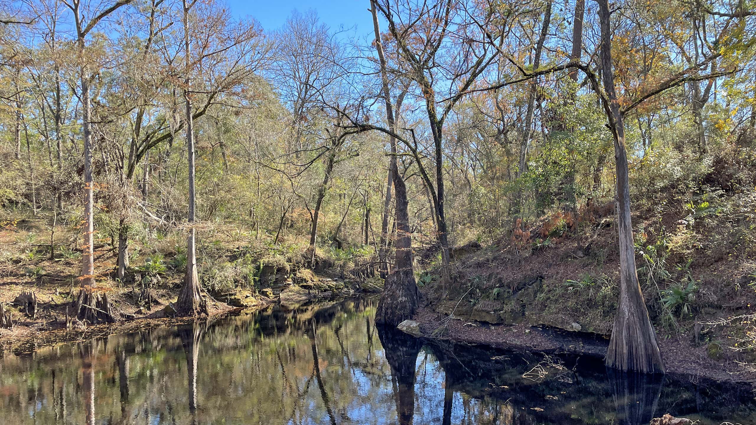 Showy waterway lined with ancient cypress