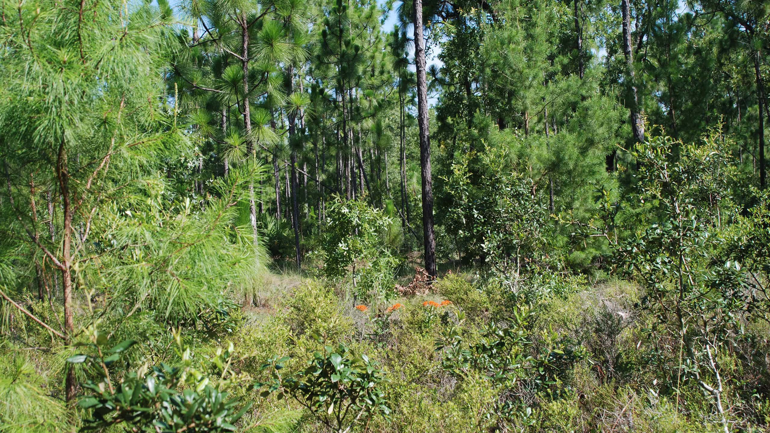 Oaks, pines, and blueberry bushes