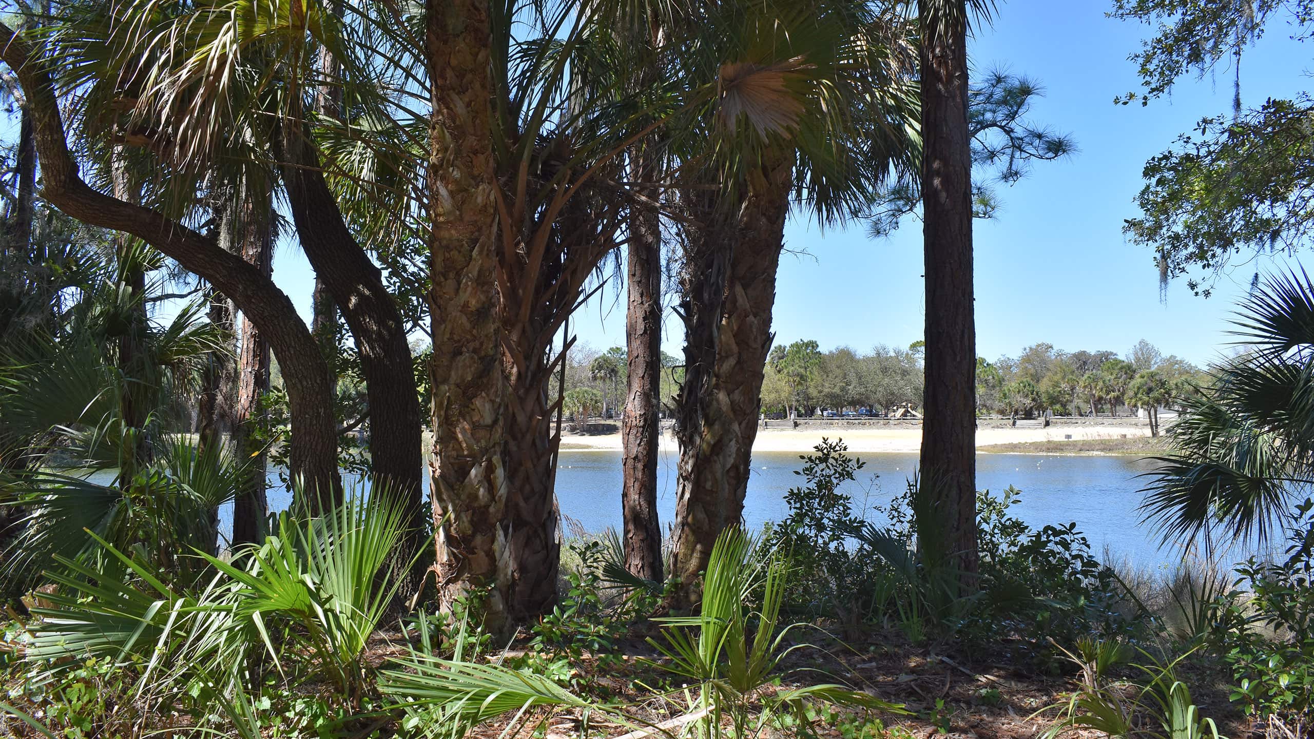 Lake as seen through line of cabbage palms