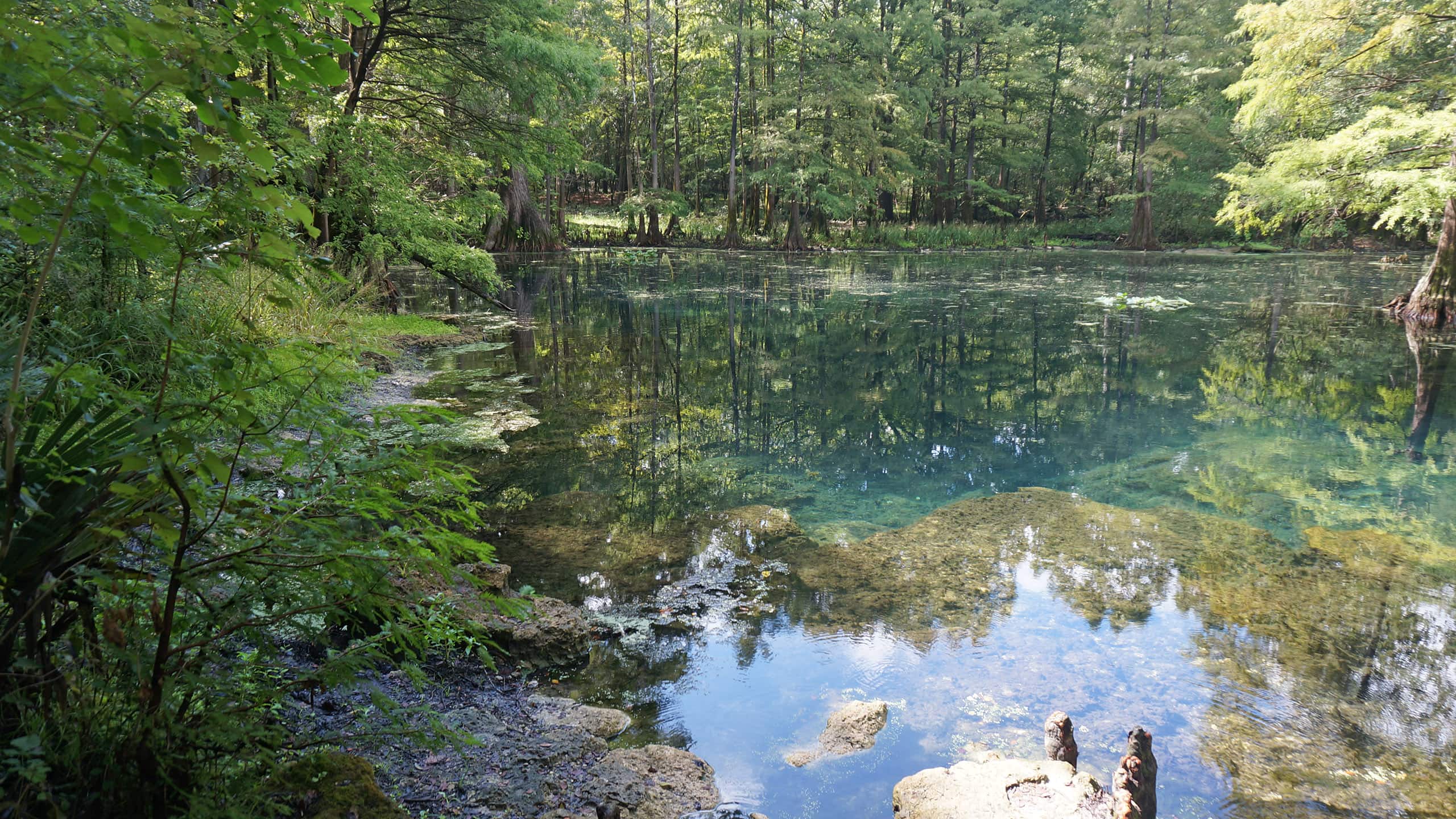 Aquamarine tinted water surrounded by cypress trees