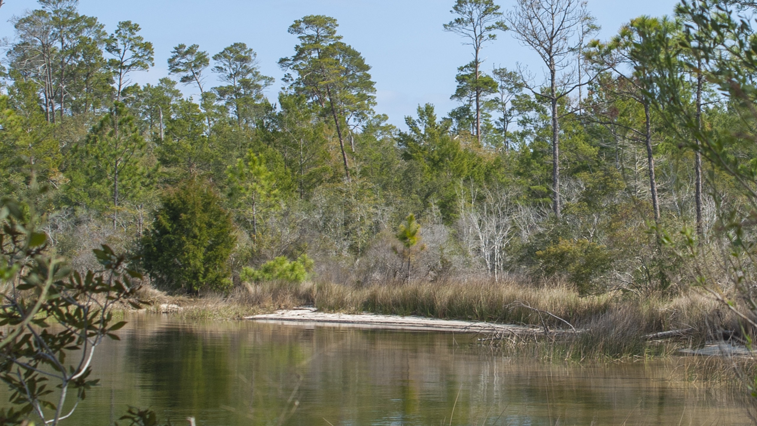 Shallow tannic water edged by cedars and pines