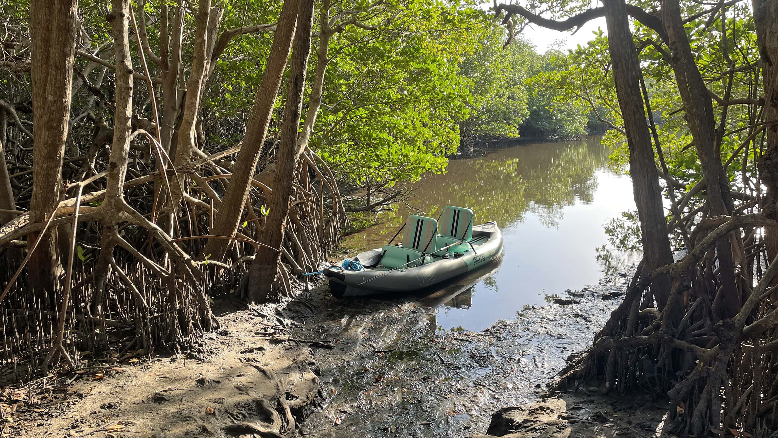 Kayak in a mangrove cove