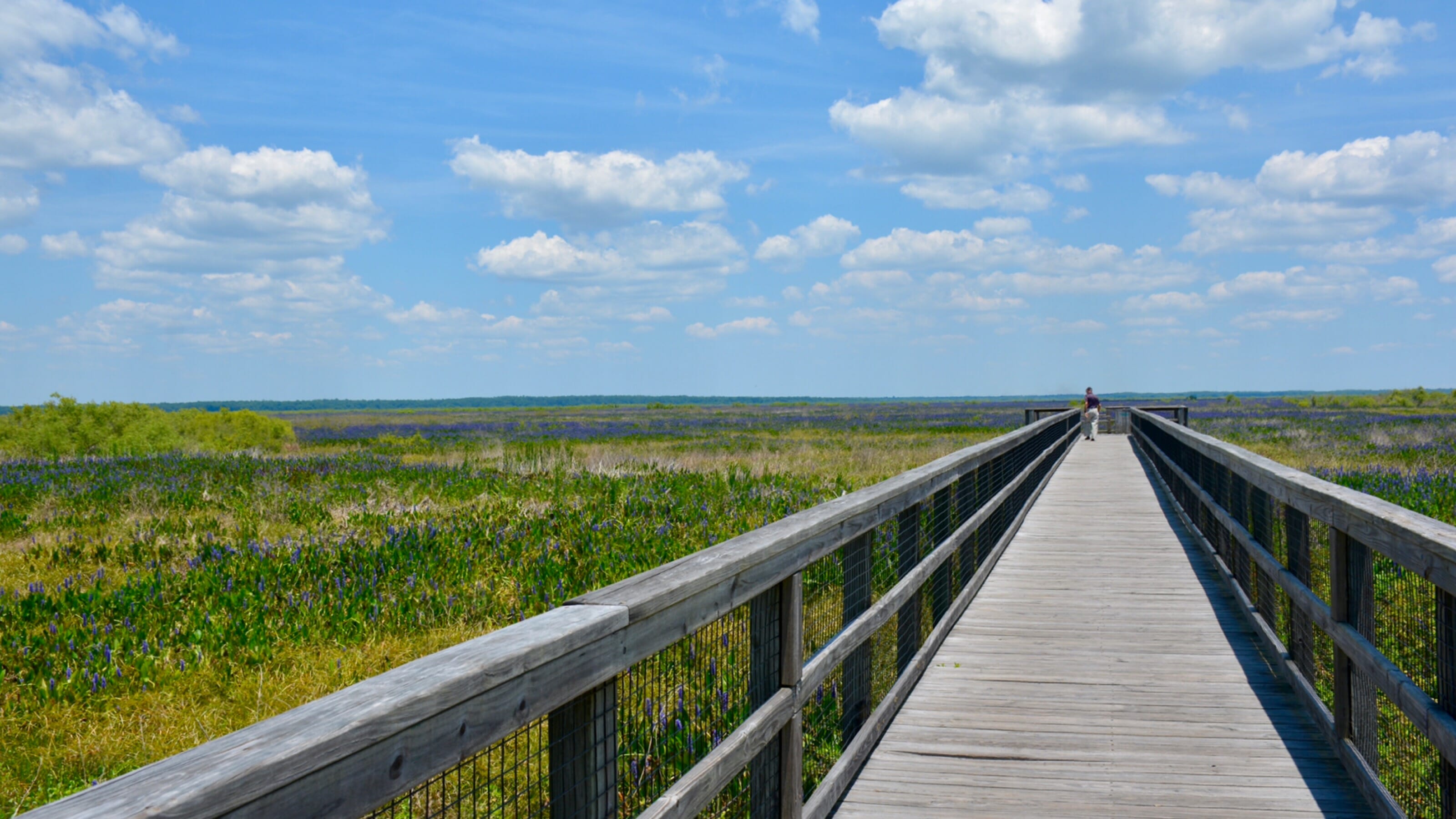 Ecopassage Observation Boardwalk