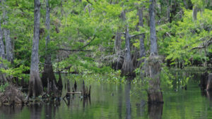 Lush cypress trees and knees along placid waterway