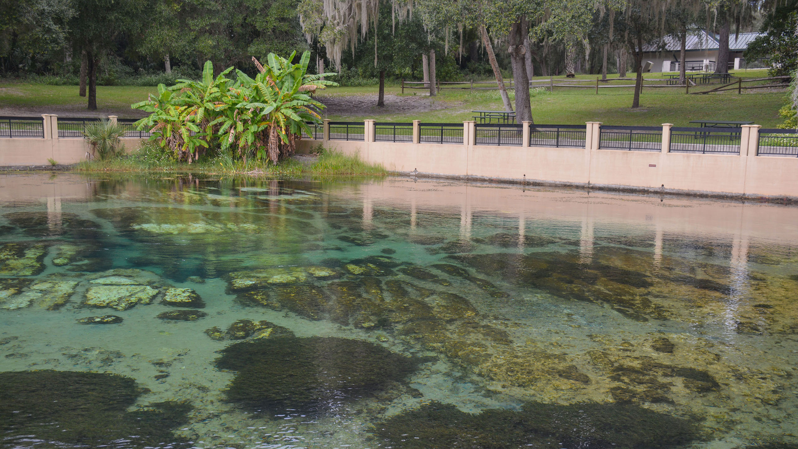 Salt Springs