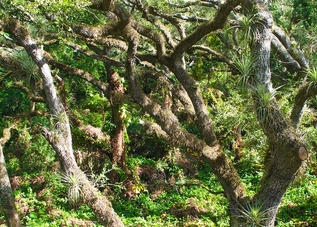 In the live oak canopy at Tree Tops Park