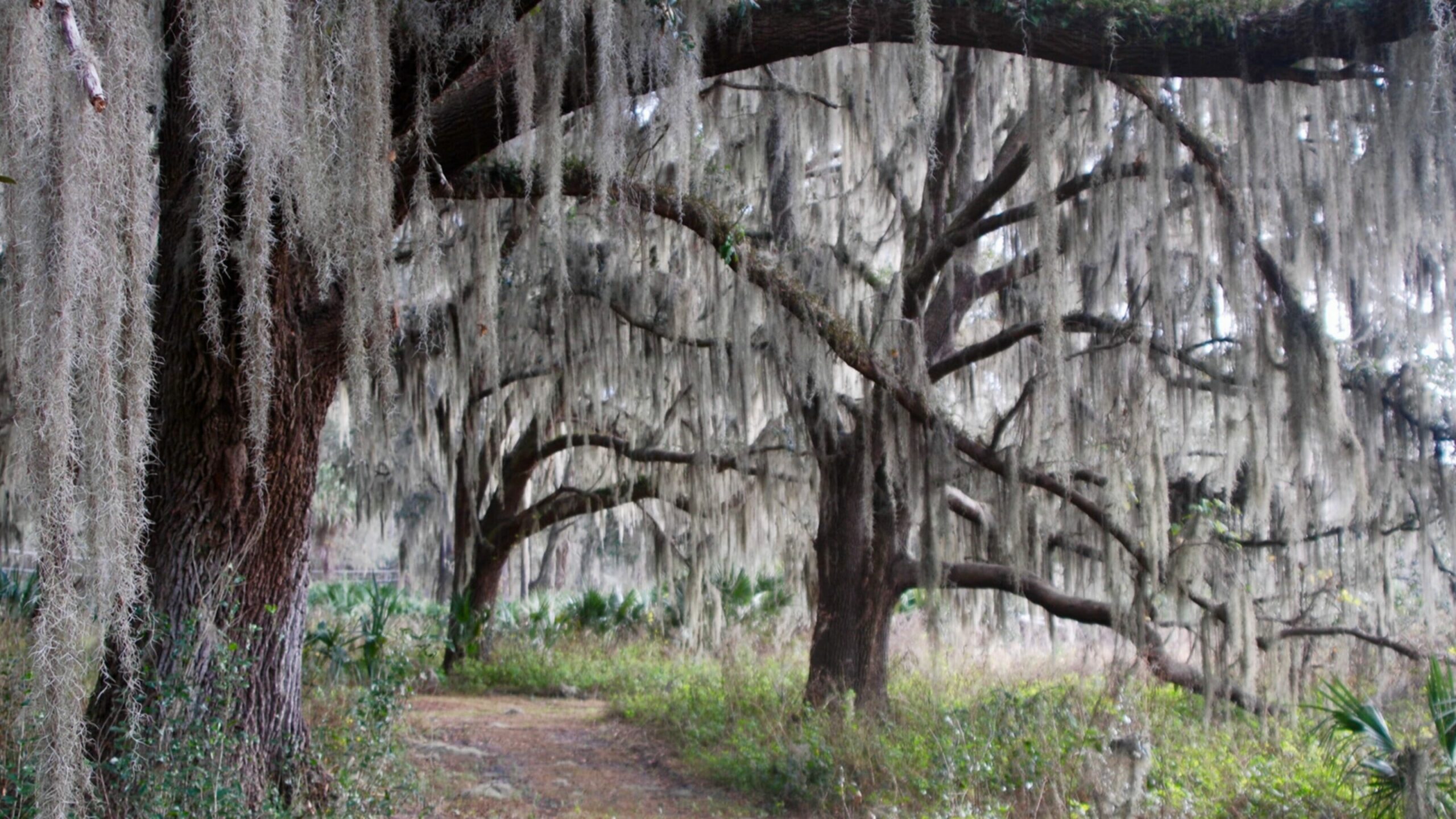 Tuscawilla Preserve live oak canopy