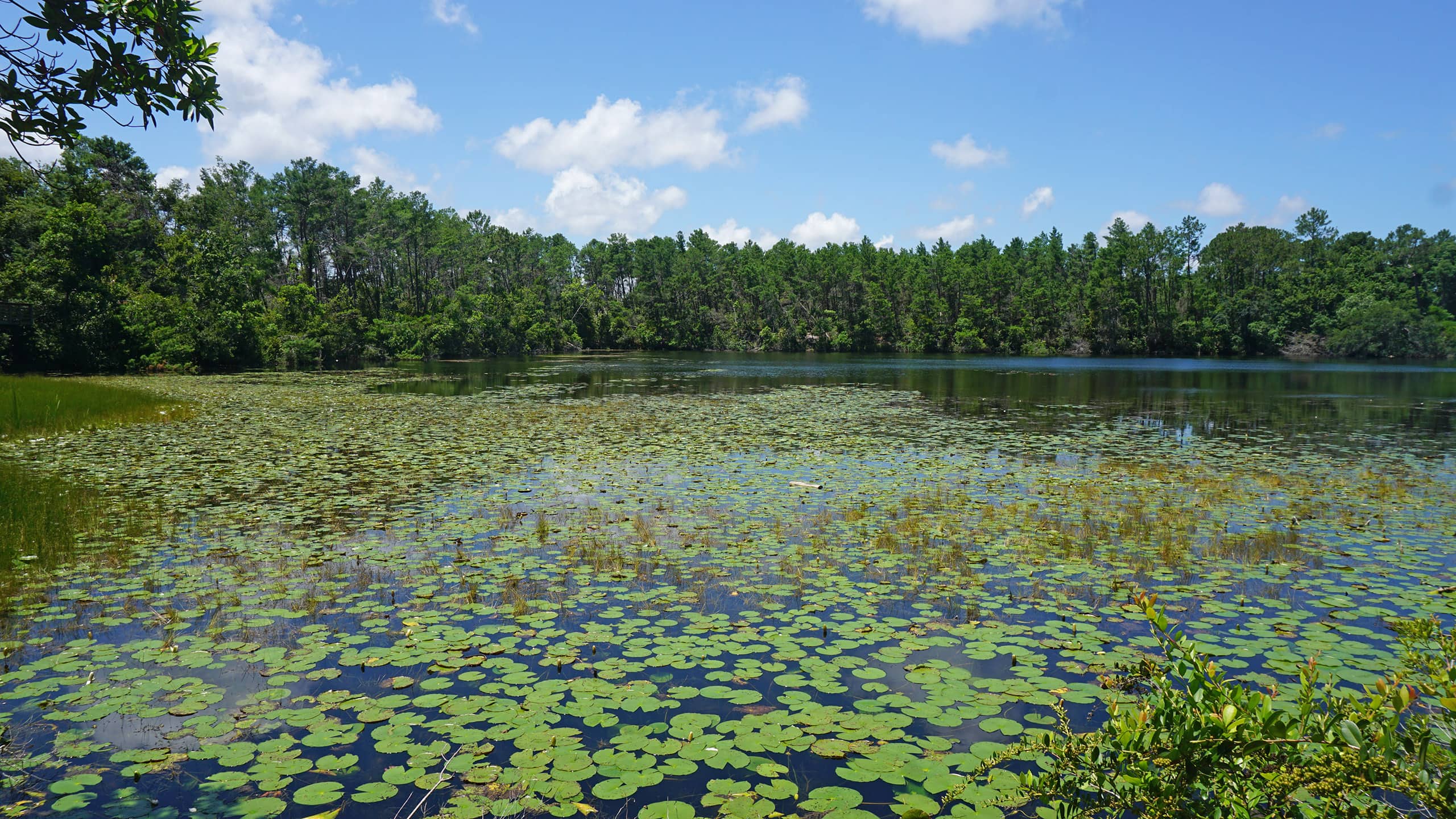 Pond lined by pine trees and dotted with water lilies